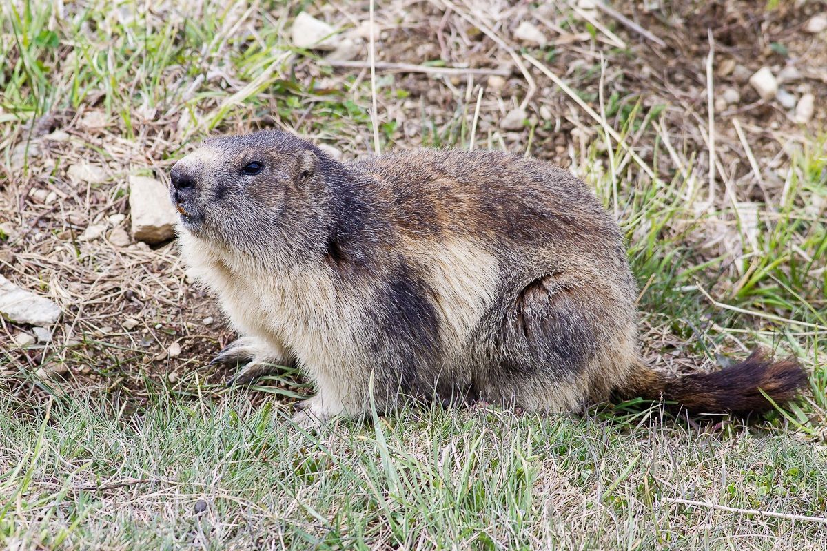 Marmotta