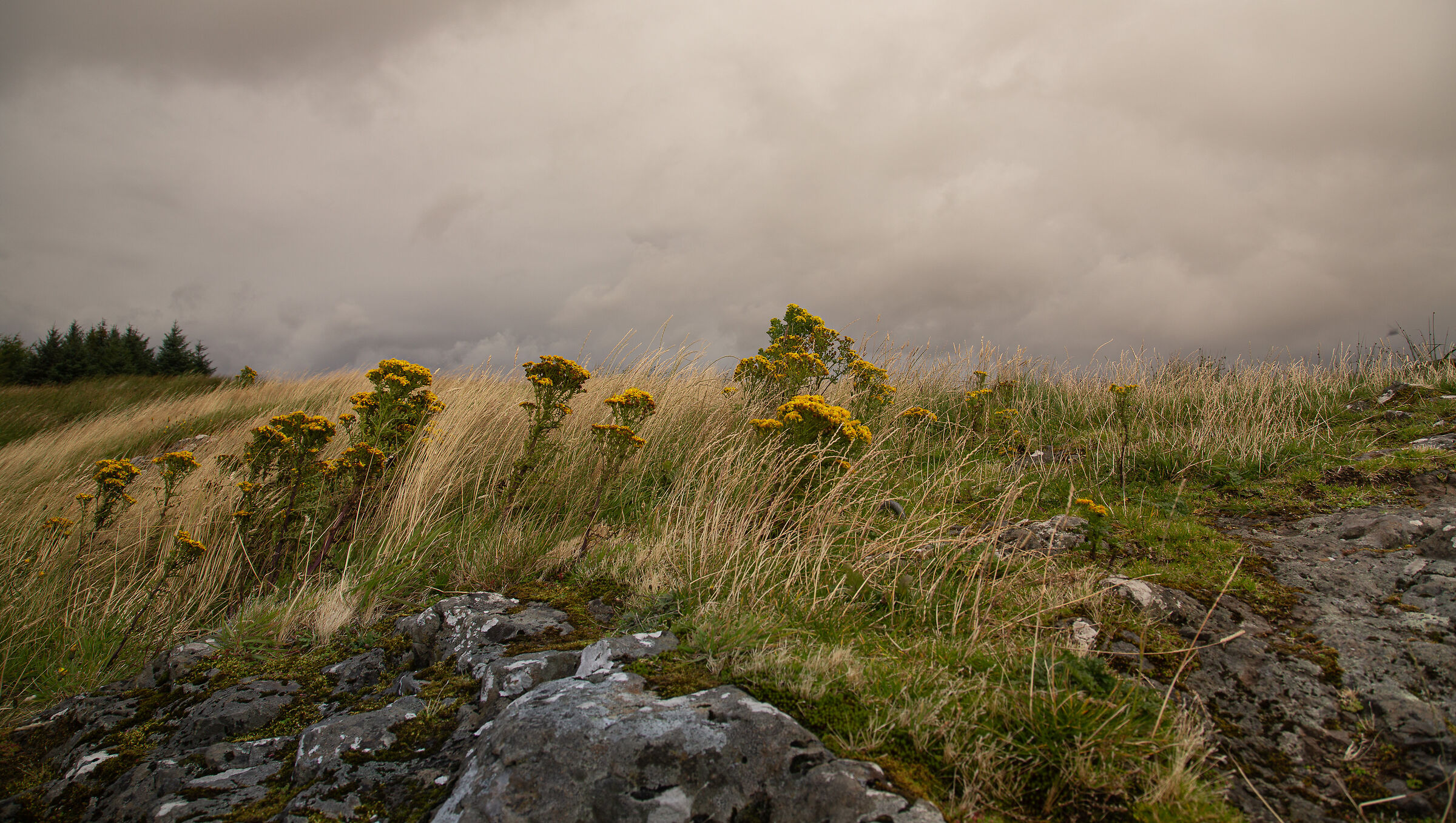 Dunvegan SKye