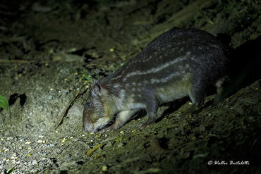Cuniculus paca