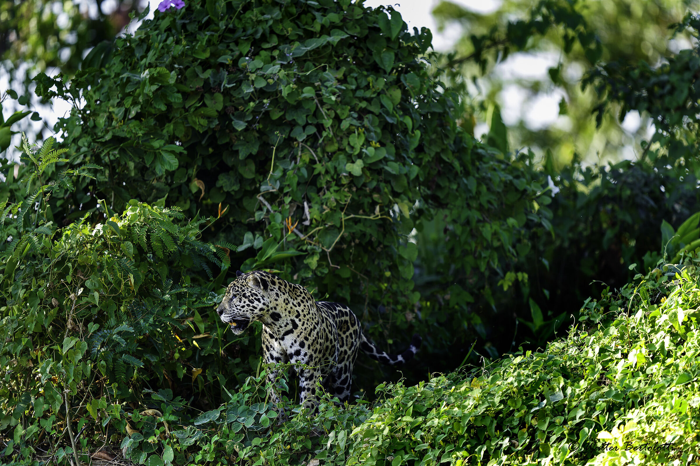 nel regno del giaguaro
