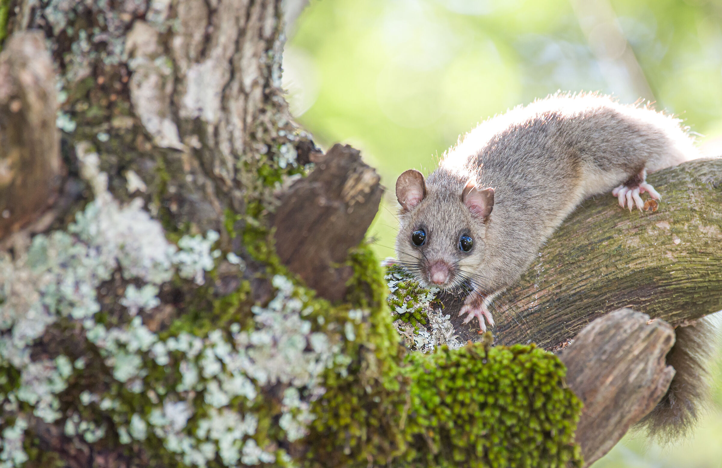 The Dormouse