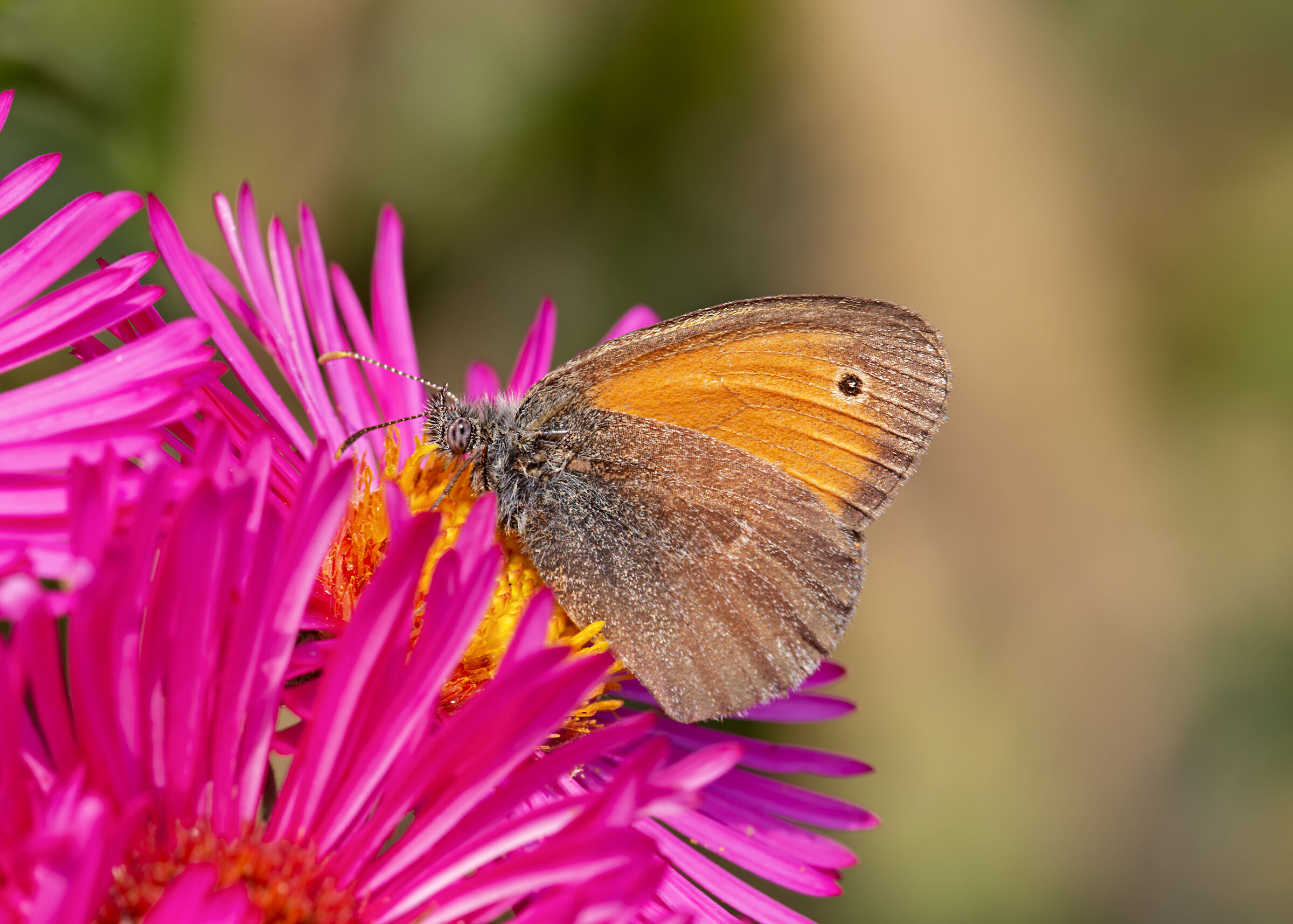 Coenonynpha pamphilus