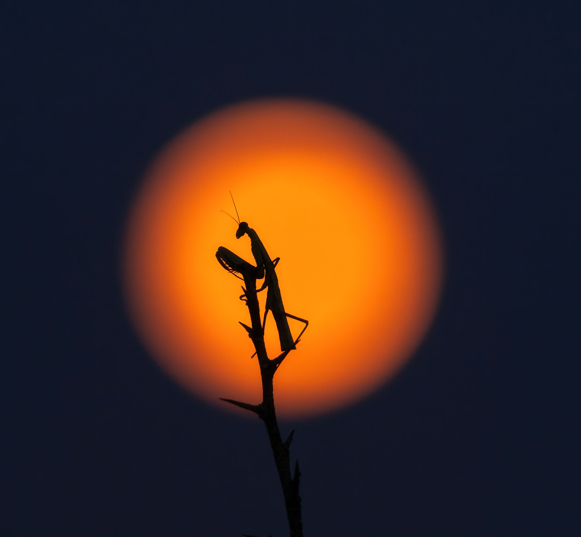Praying mantis illuminated by the moon