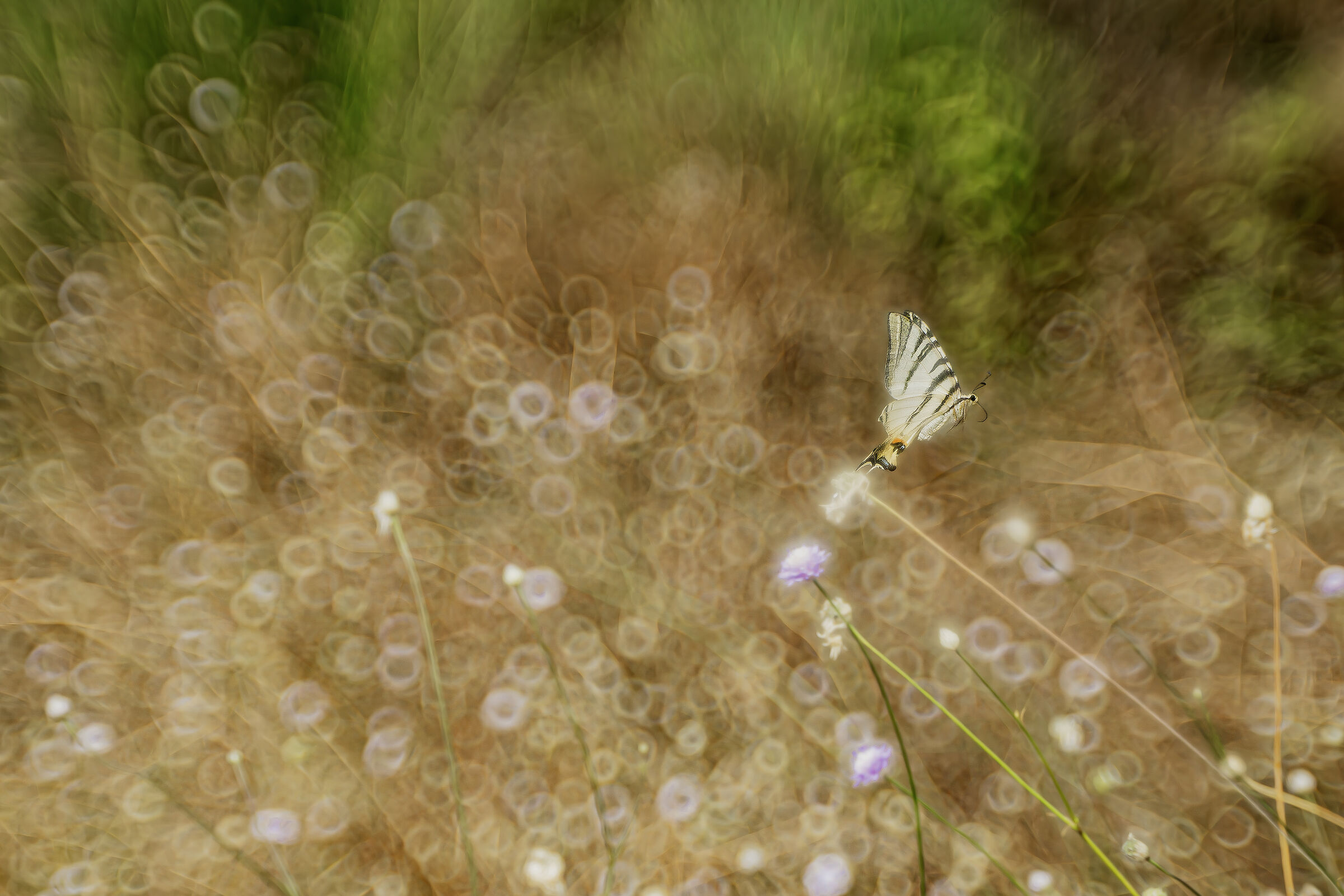 I stand out the flight... Scarce swallowtail