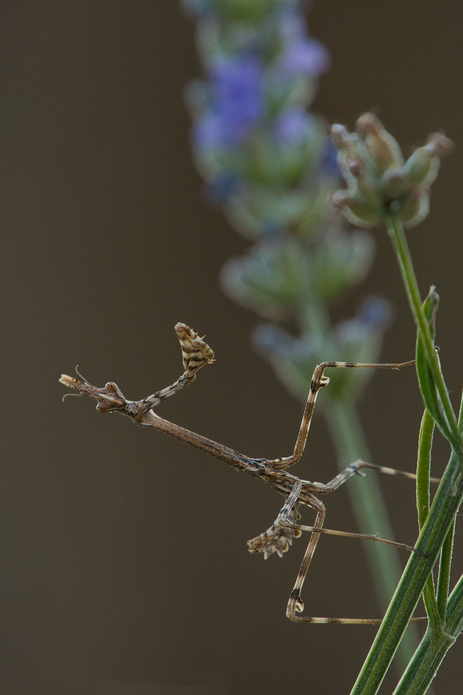 Empusa pennata - 29.08.24 - Sarezzano (AL)
