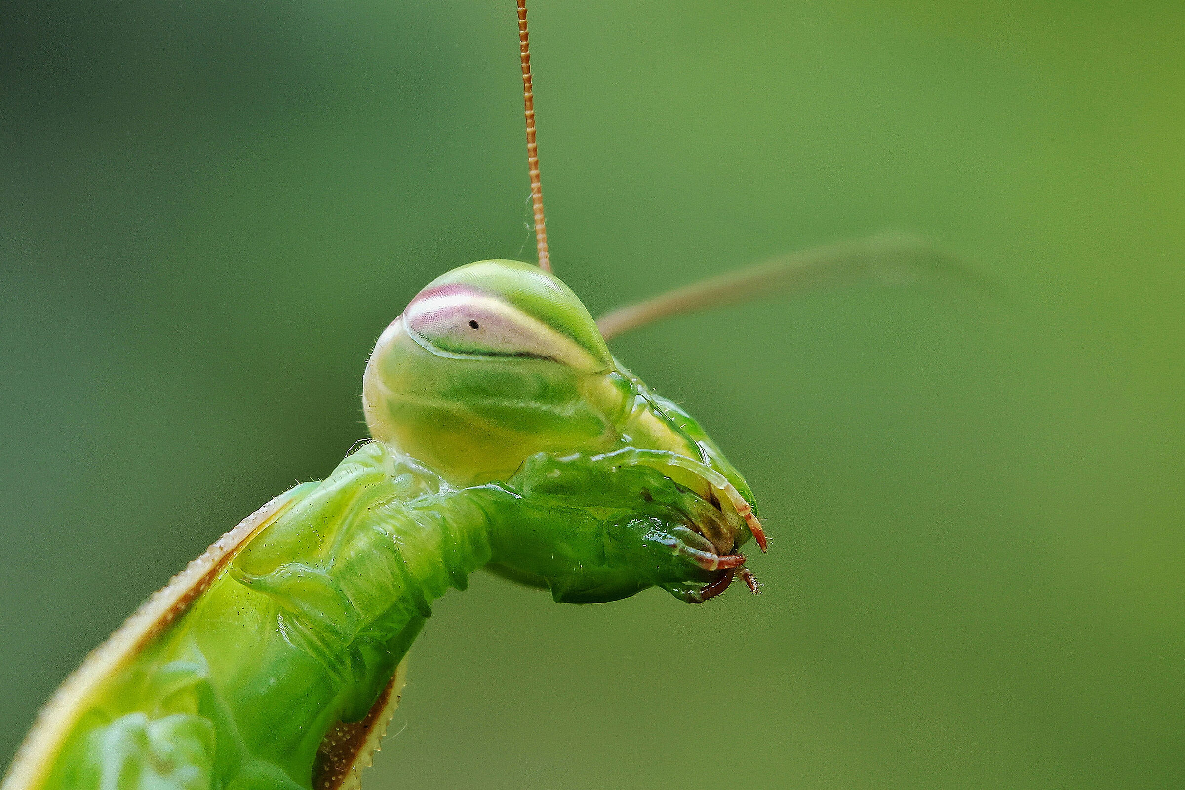 Mantis religiosa
