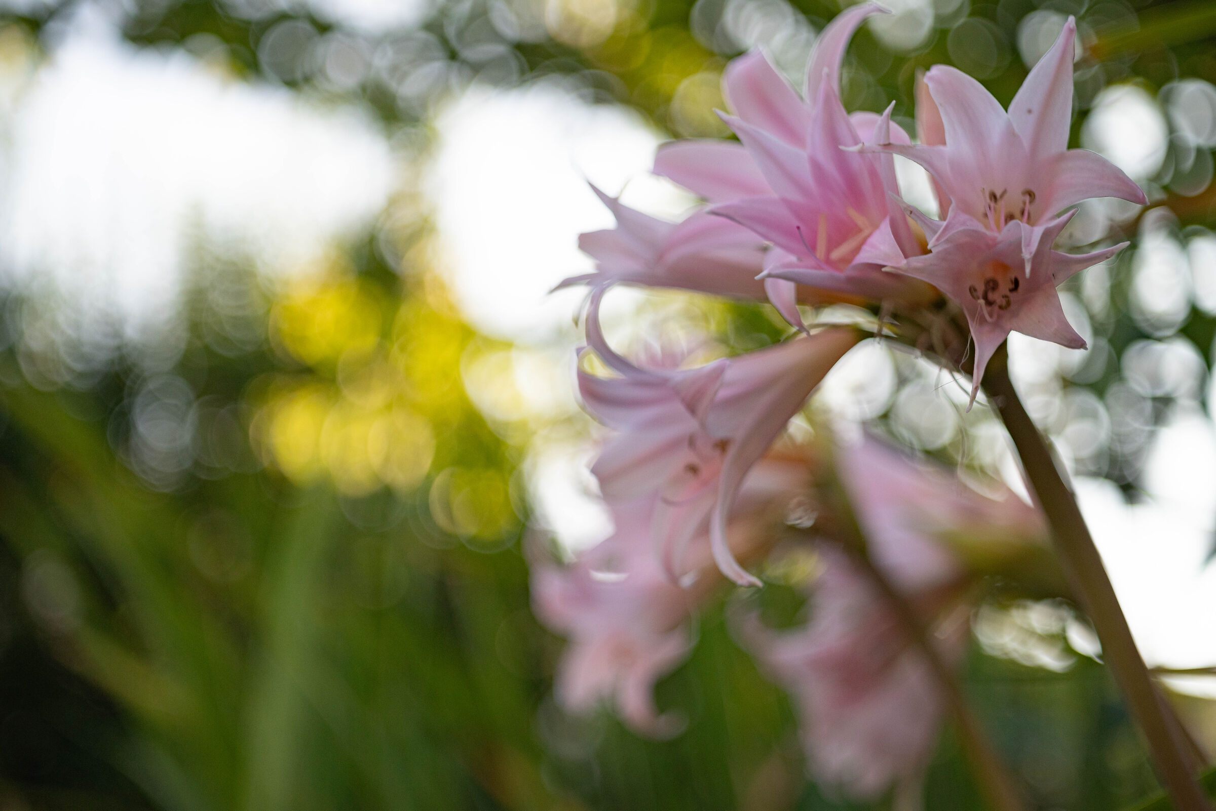 Flowers from my garden