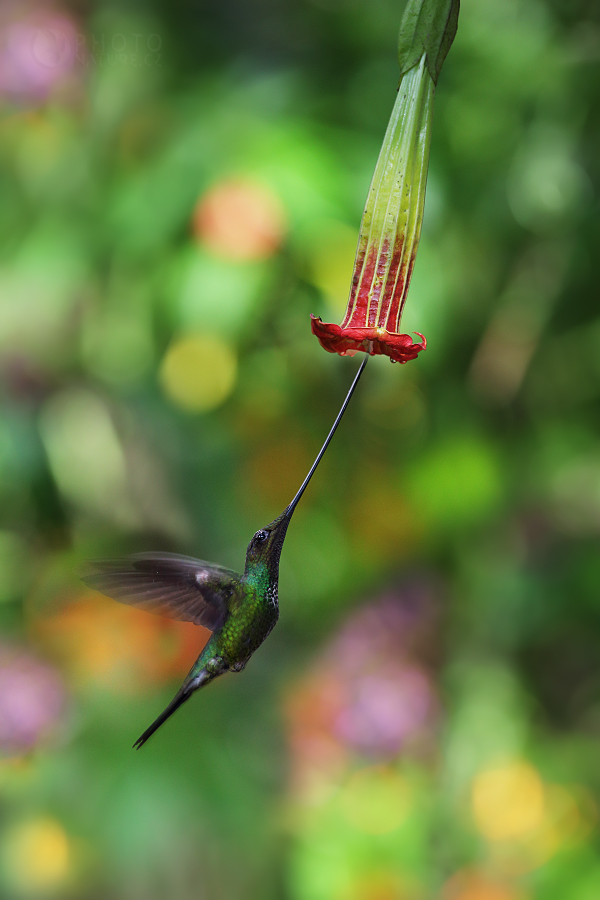 Spada-fatturato Hummingbird