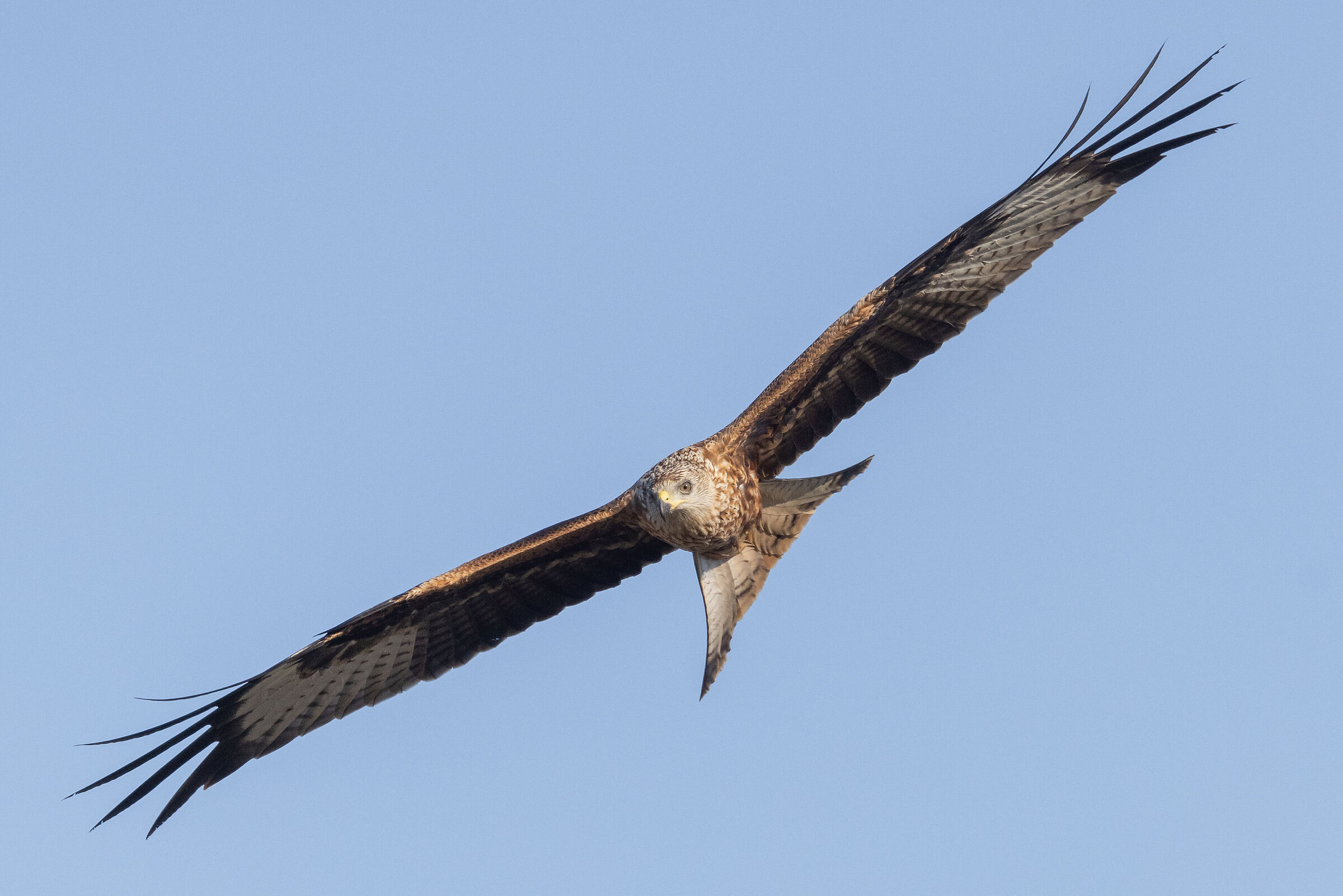 red kite