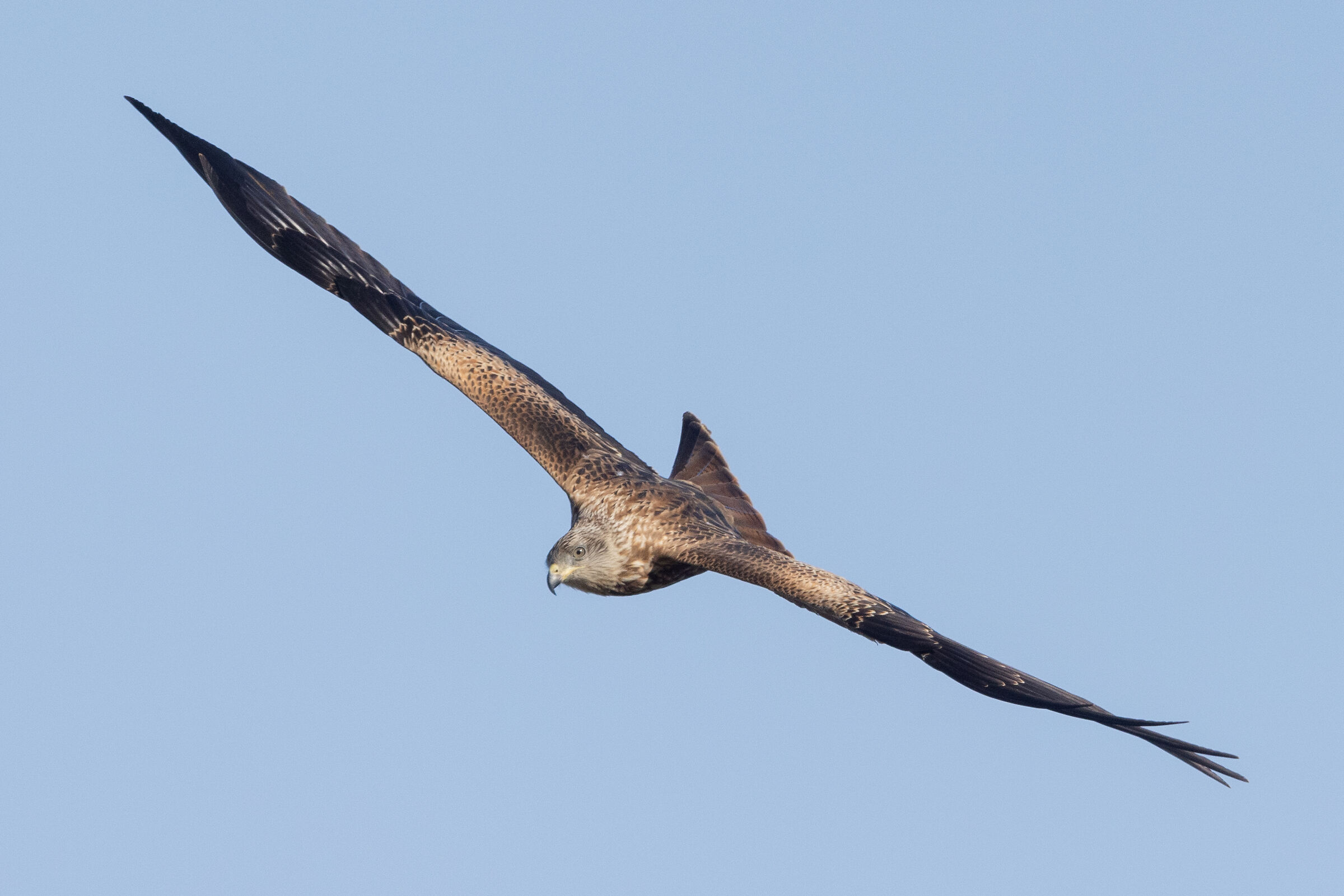 red kite