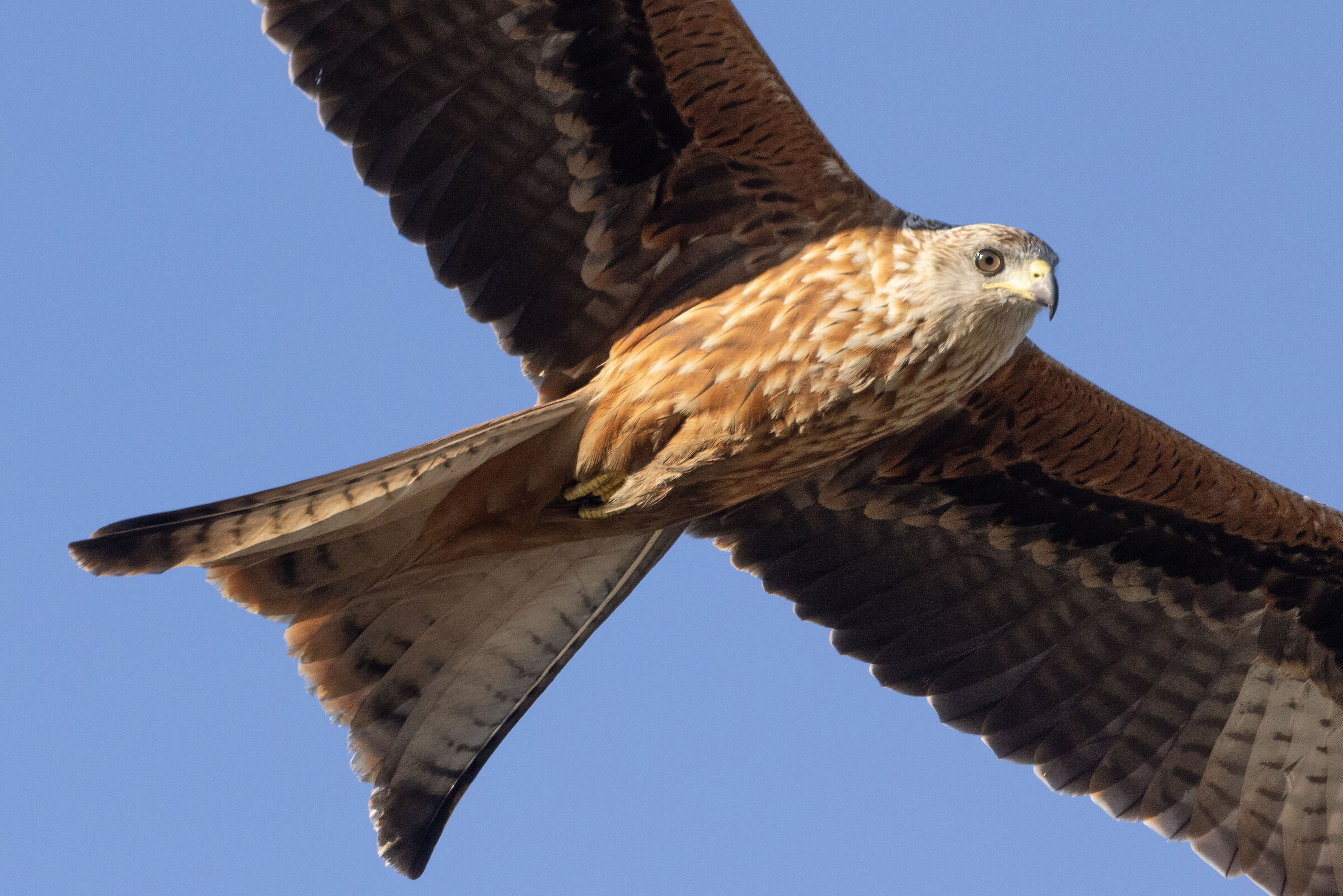 red kite