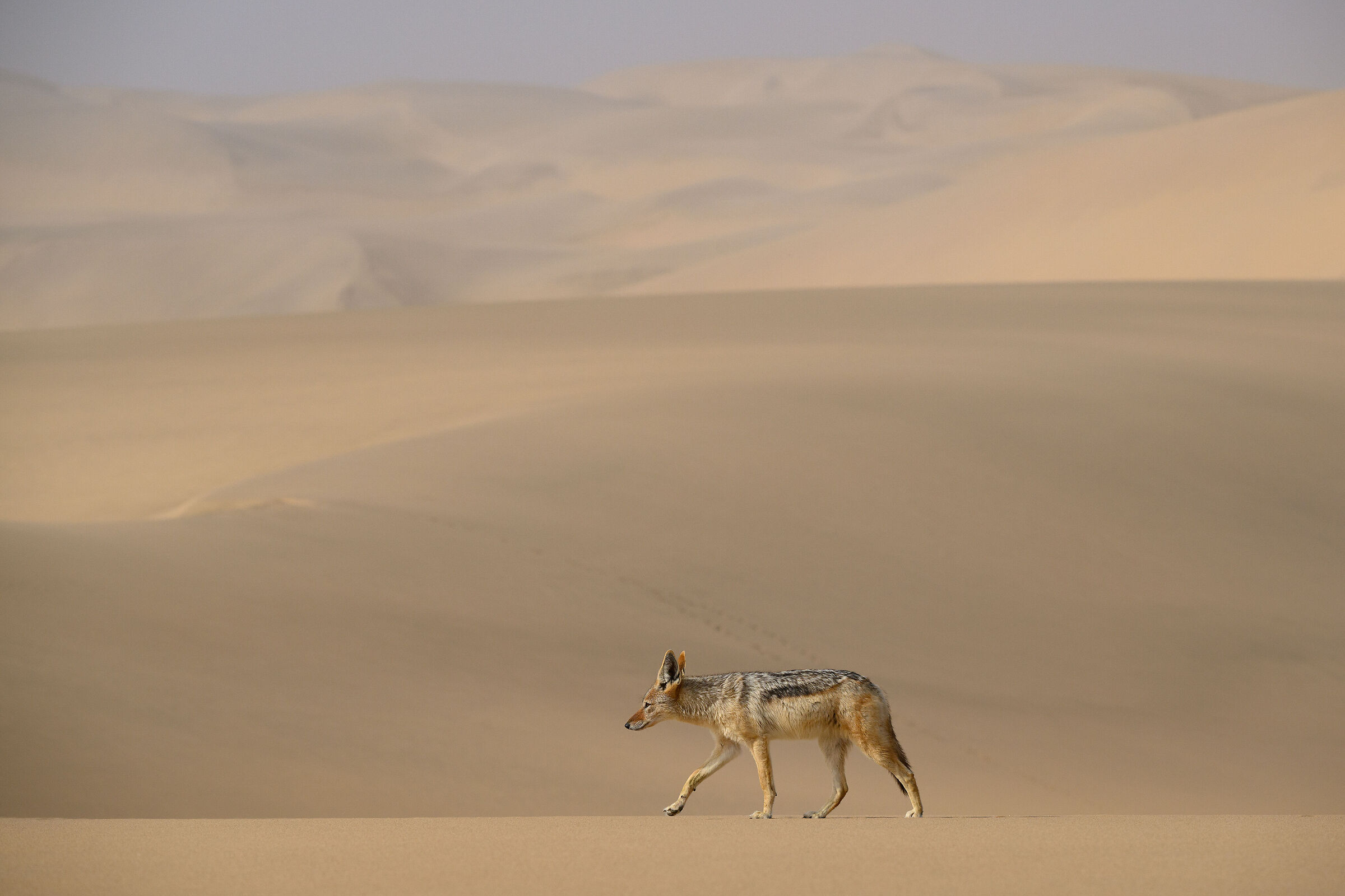 Il Namib e lo sciacallo
