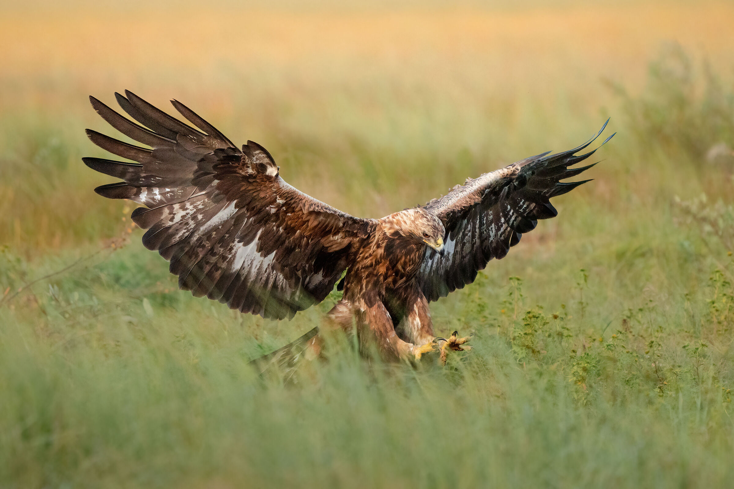 Swooping golden eagle