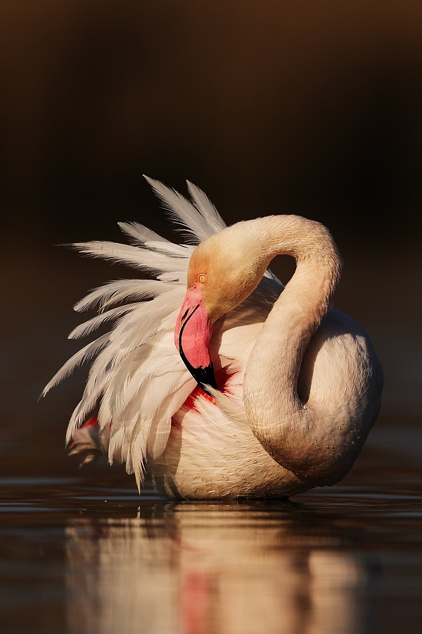 Greater Flamingo
