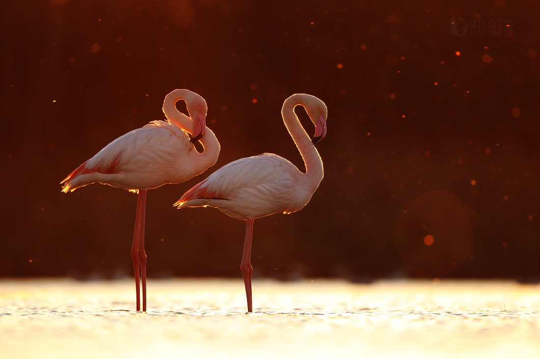 Greater Flamingo