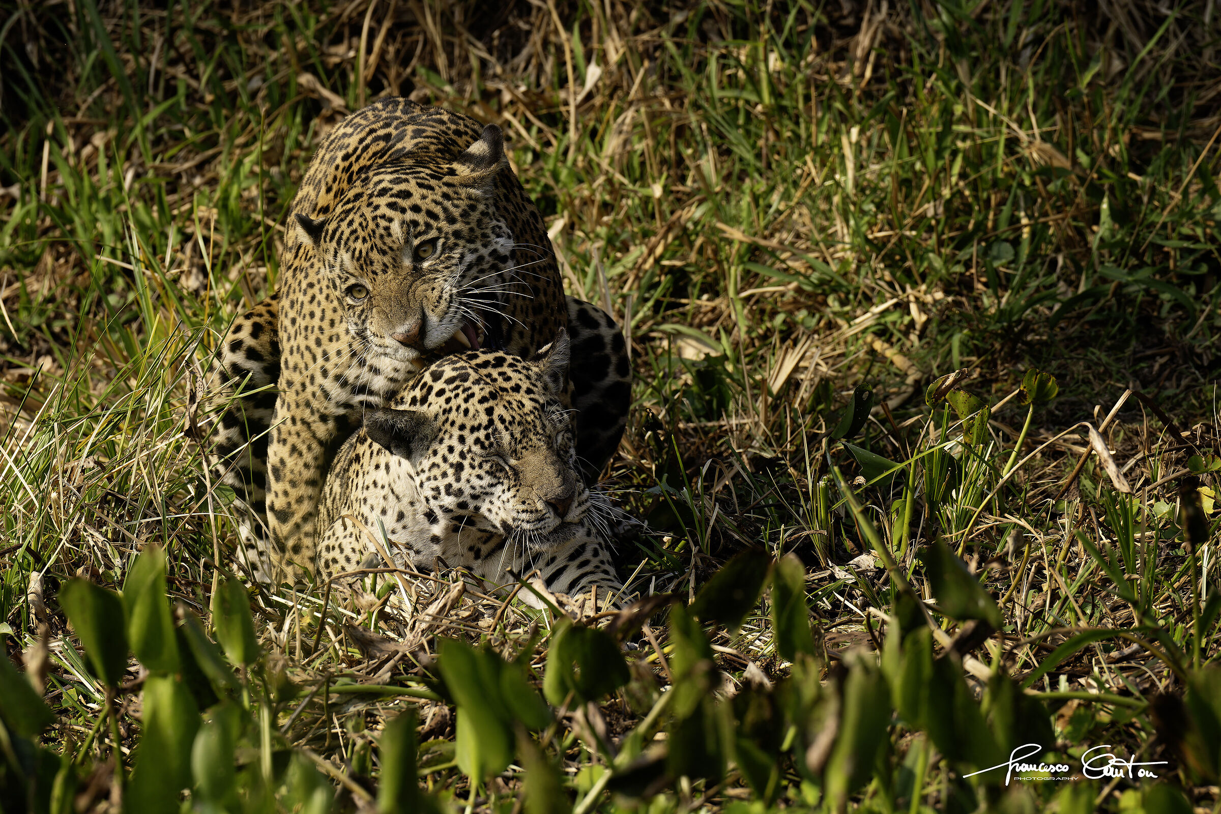 Jaguars in love