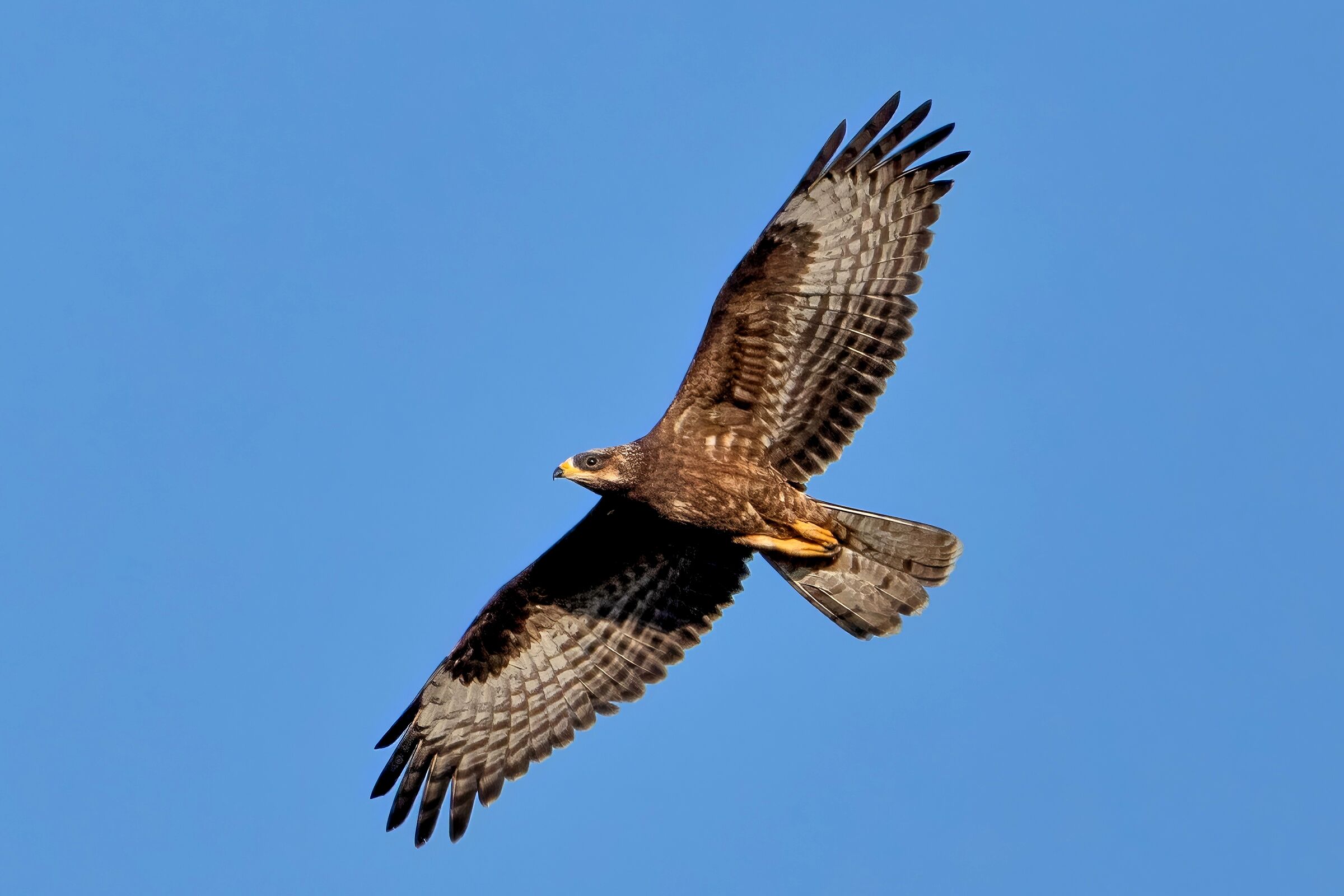 Honey Buzzard (Pernis apivorus)
