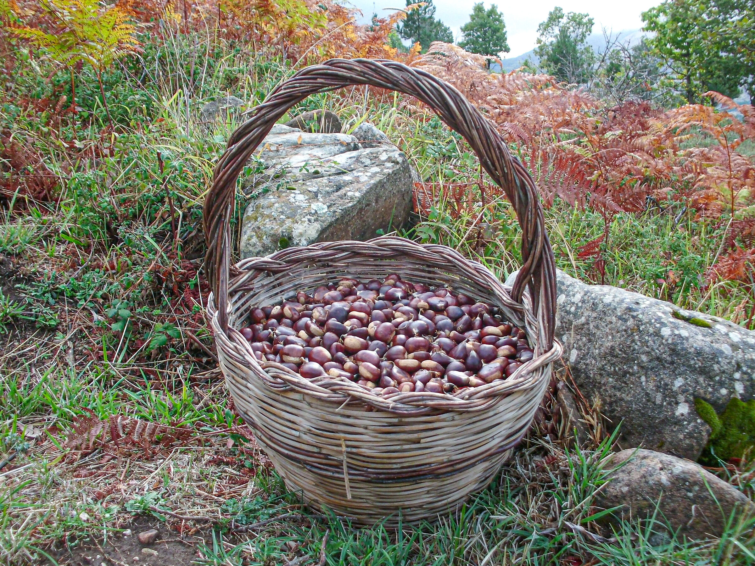 Paniere autunnale pieno di castagne