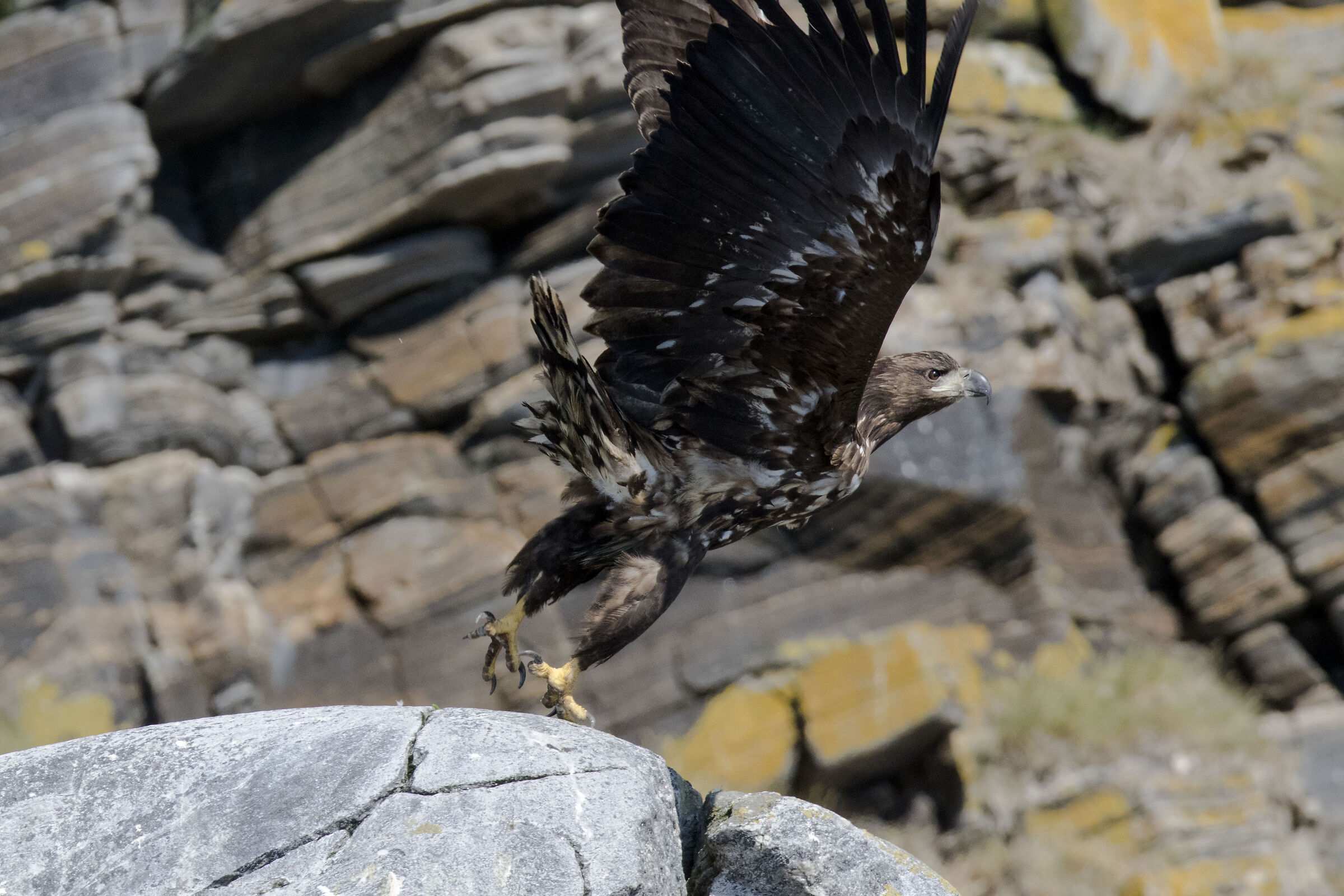 White-tailed Sea Eagle (Norway)
