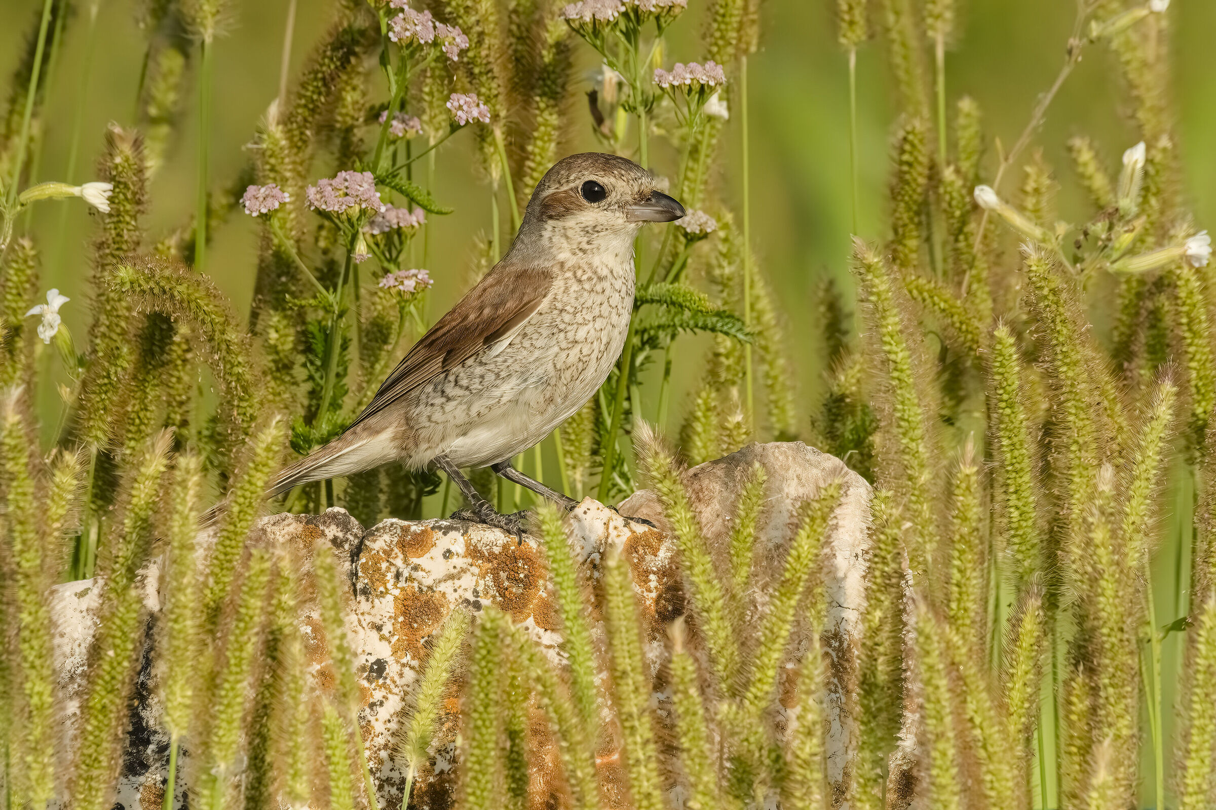 Red-backed shrike
