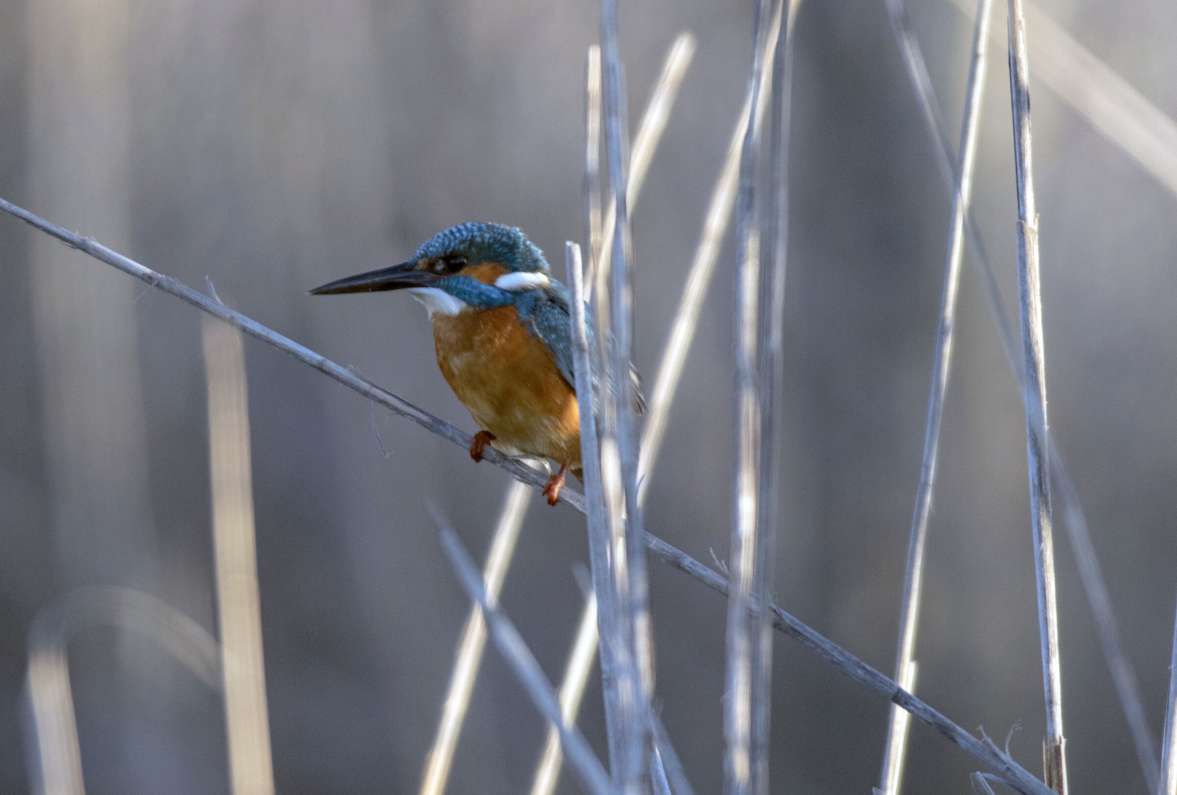 Kingfisher (Circeo National Park)