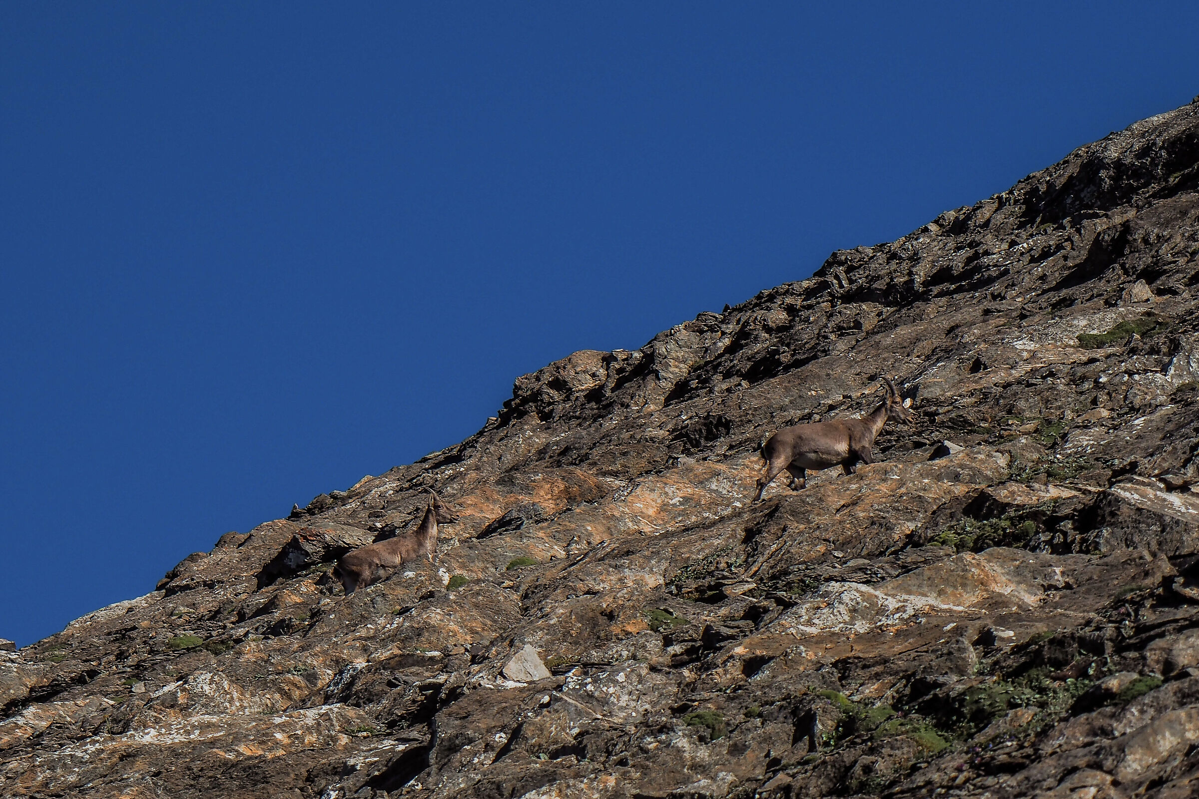 Ibex on the Rocciamelone