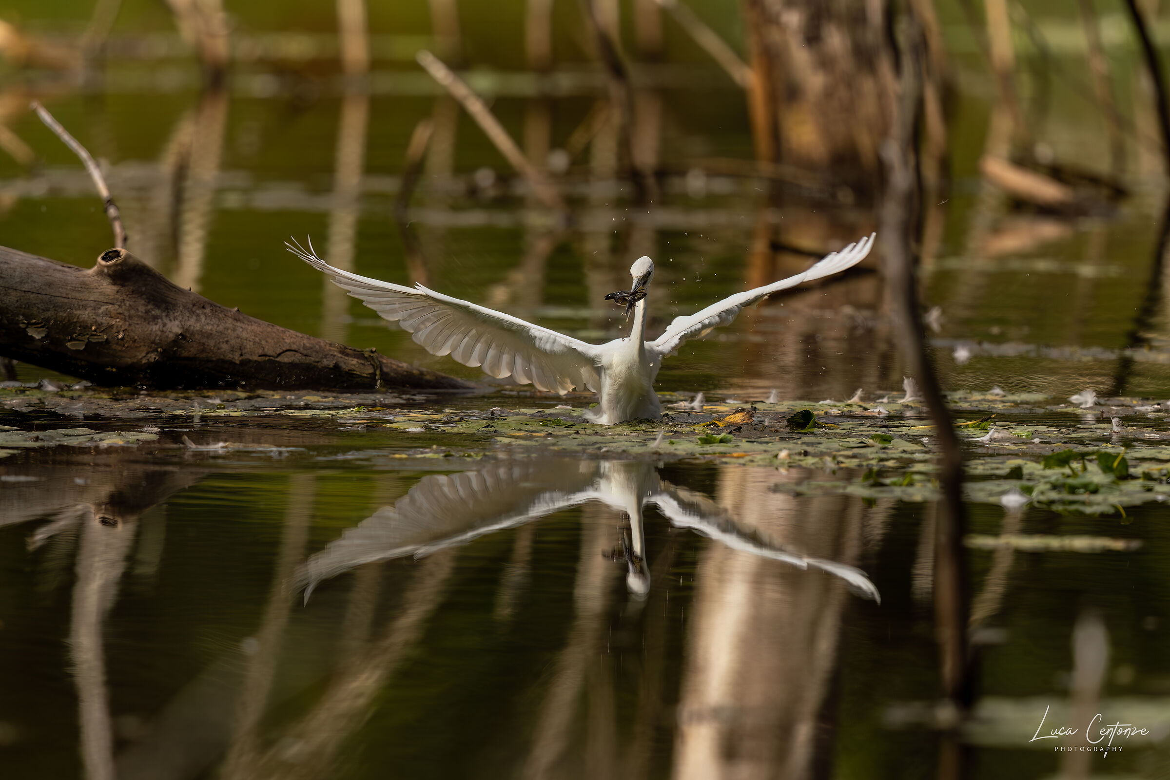 Little Blue Heron (Egretta Caerulea) immature