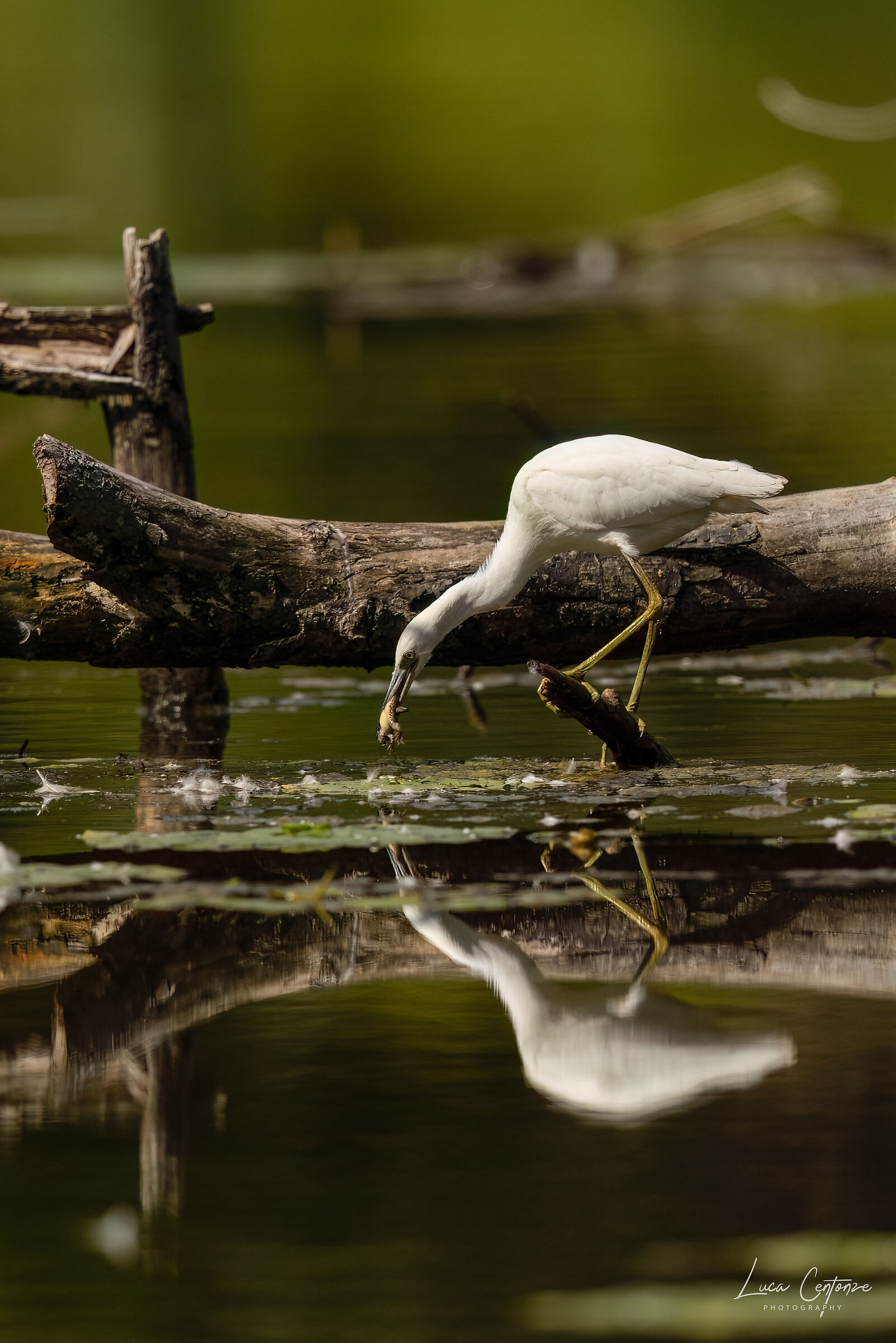 Little Blue Heron (Egretta Caerulea) immaturo