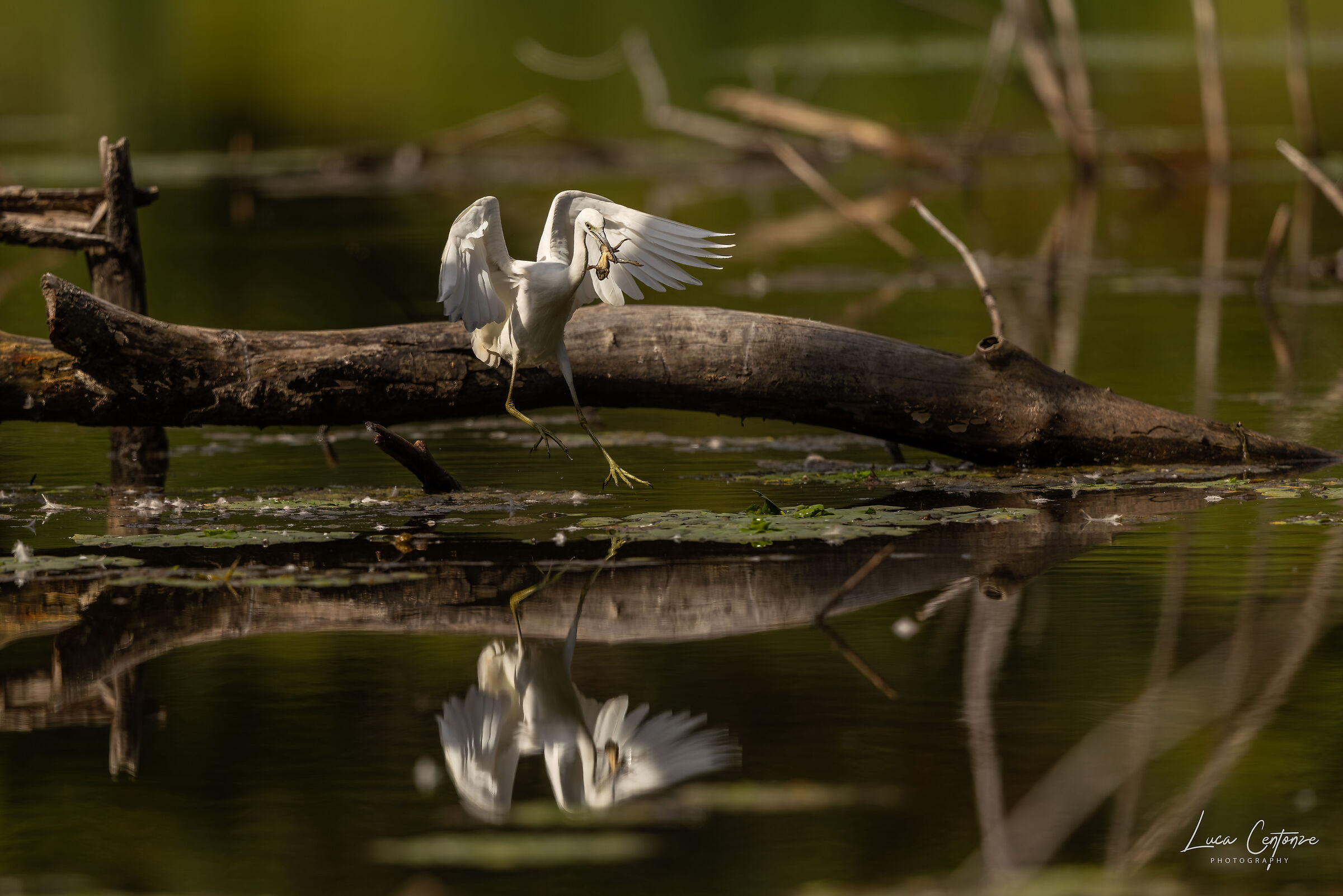 Little Blue Heron (Egretta Caerulea) immaturo