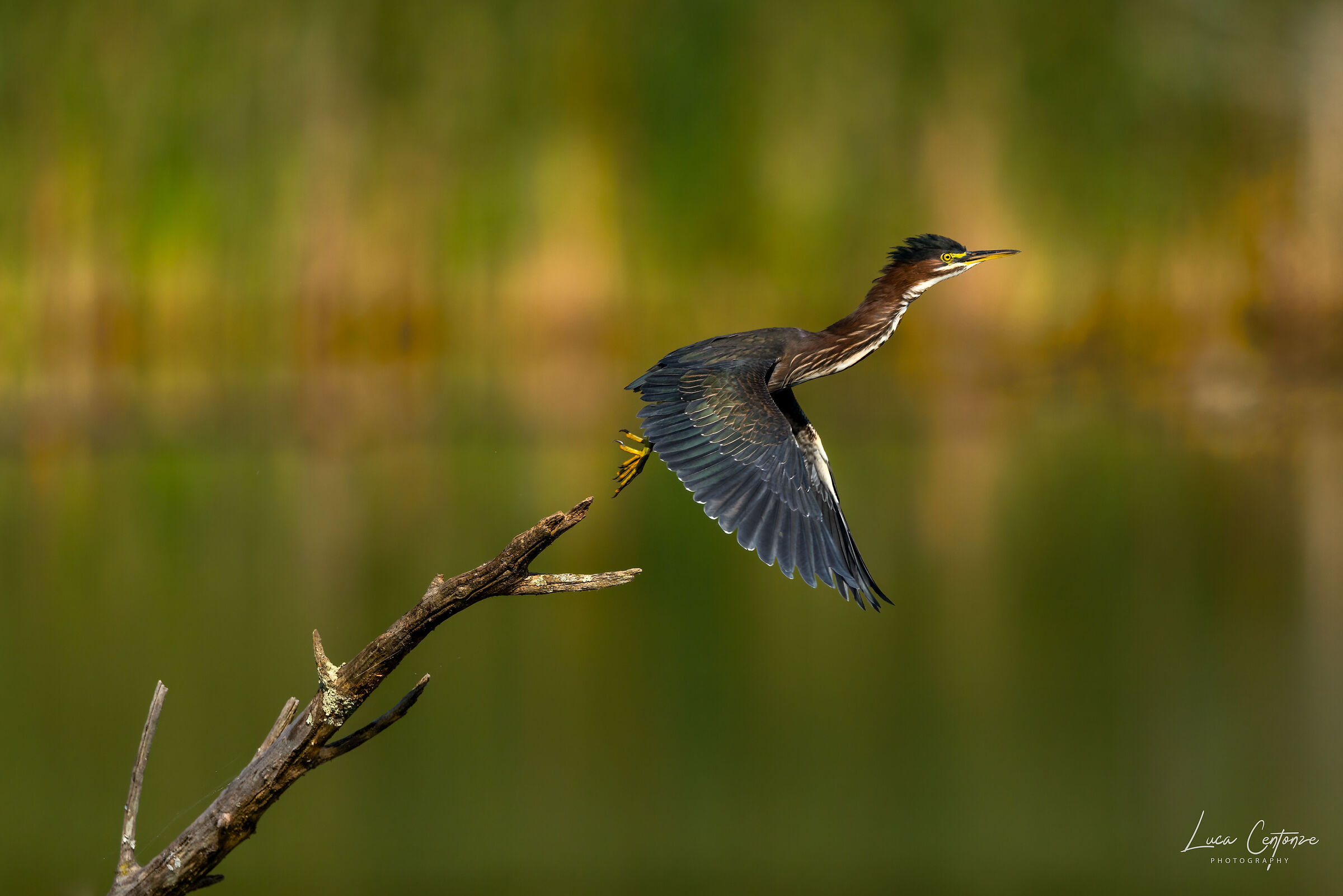 Green Heron (Butorides virescens)
