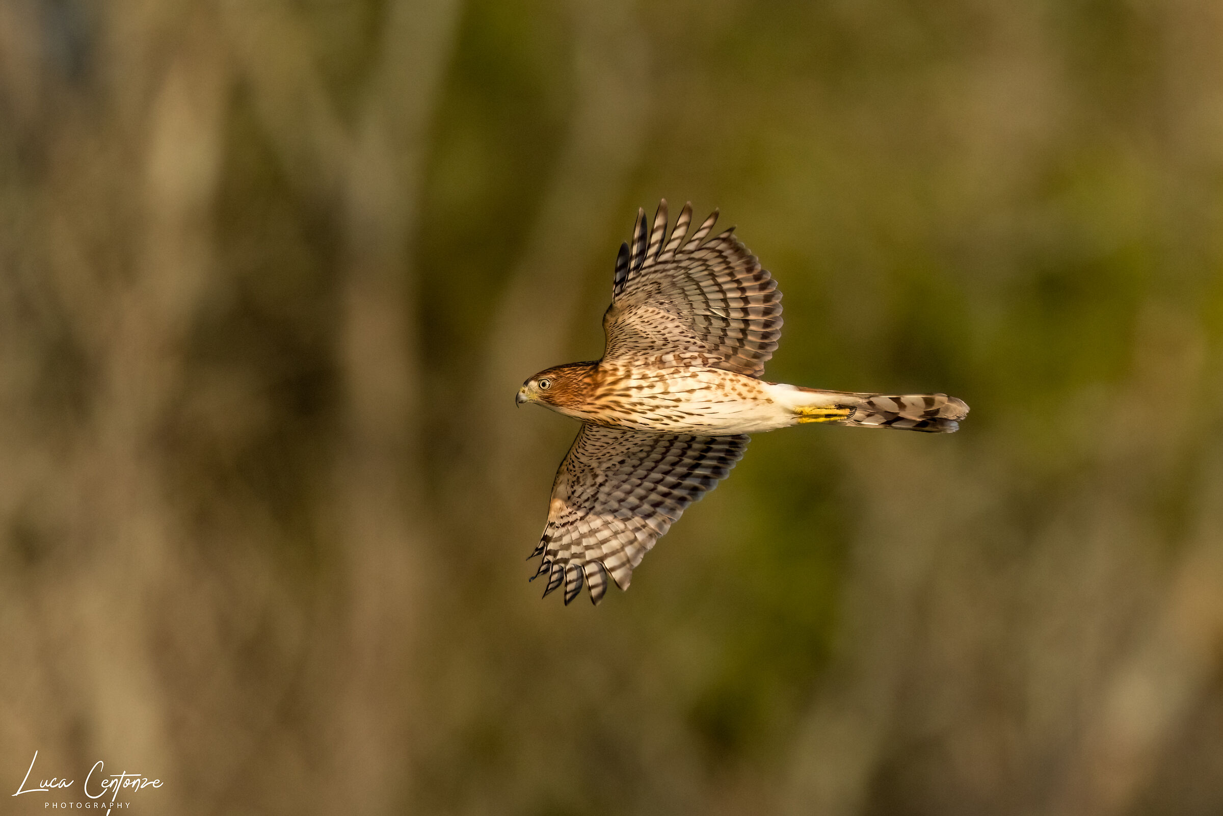 Coooper's Hawk (Accipiter cooperii)