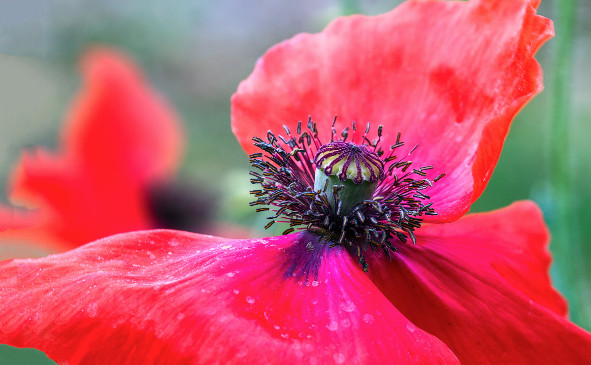 Papaver rhoeas