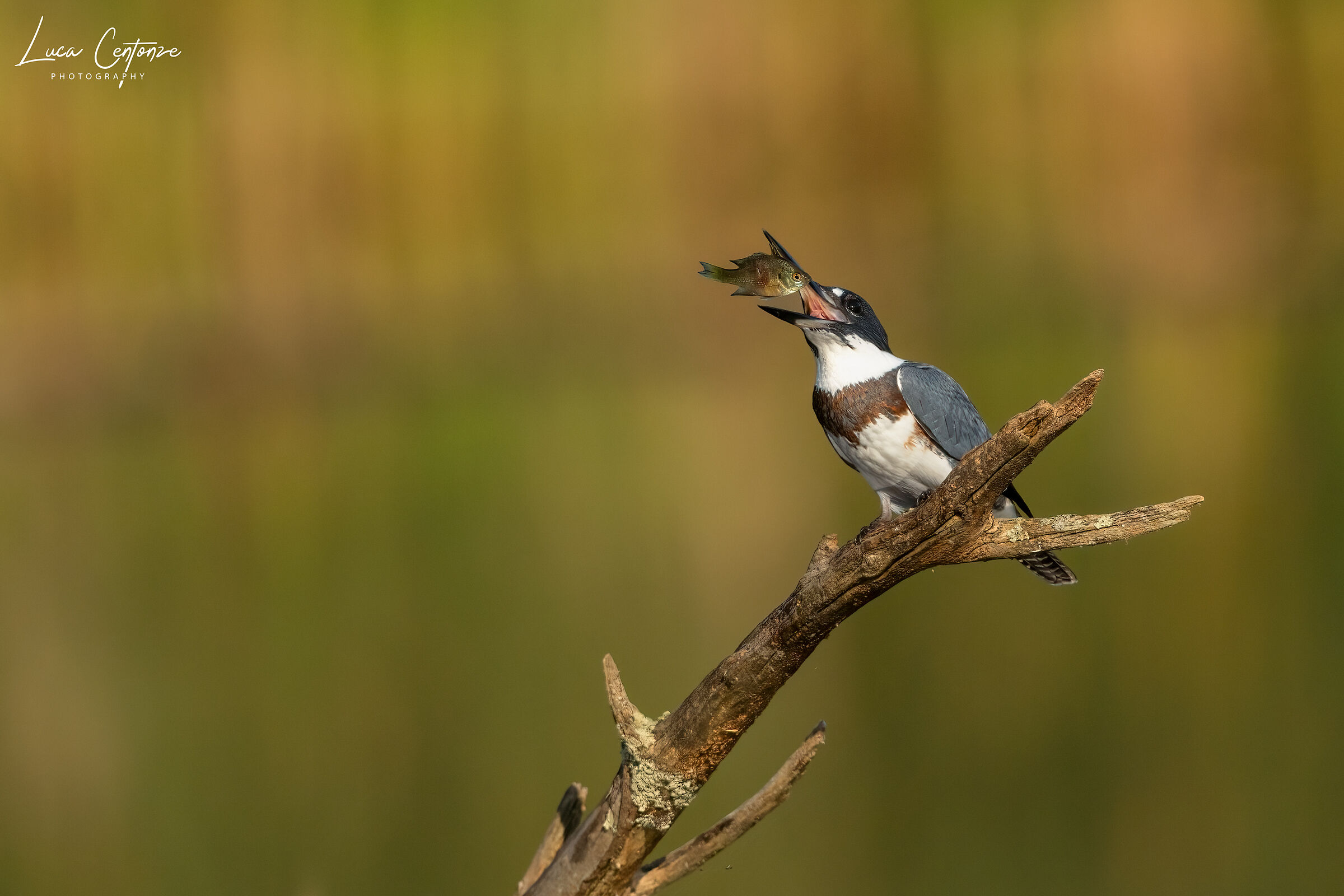 Belted Kingfisher (Megaceryle alcyon)