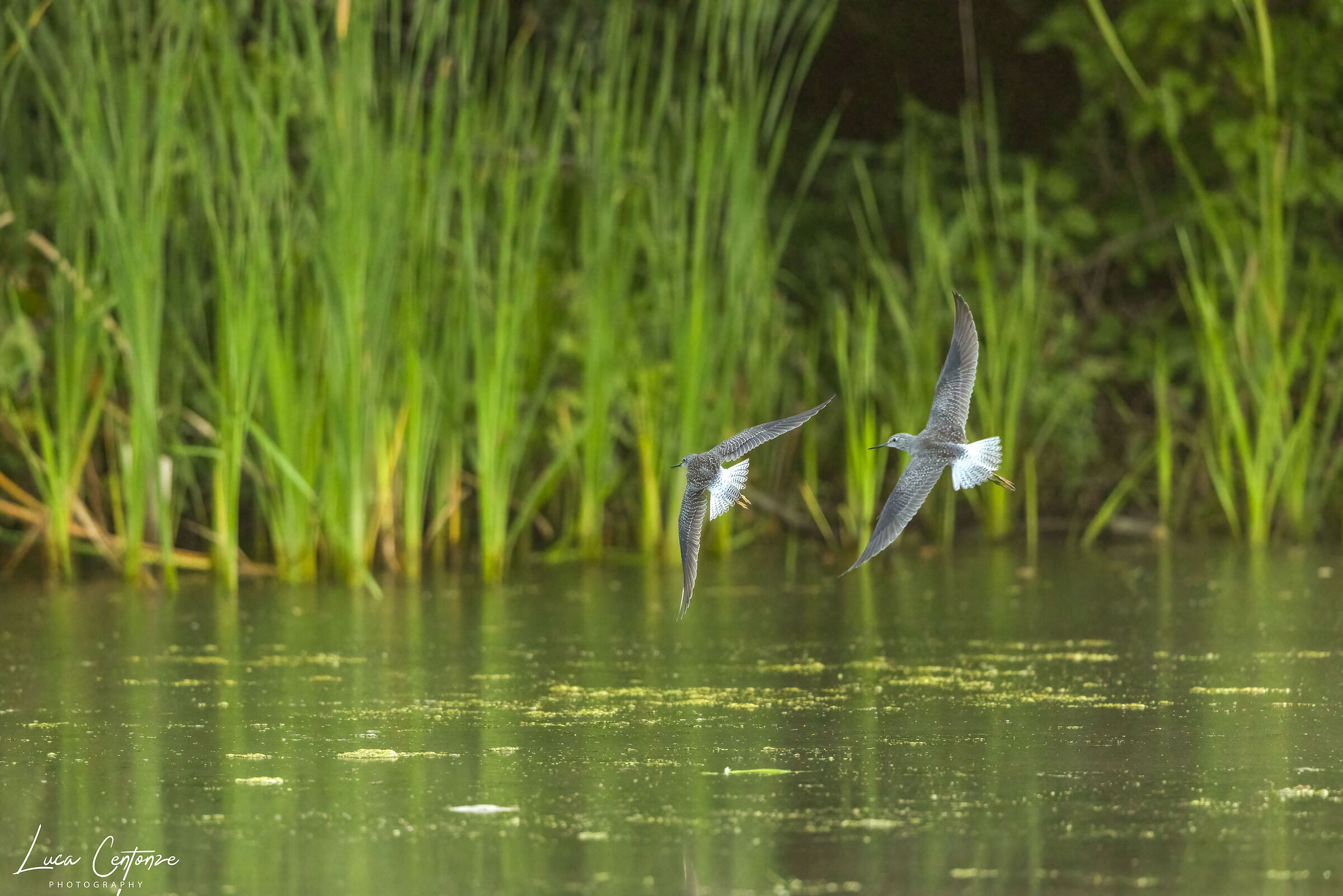 Lesser Yellowlegs (Tringa flavipes)