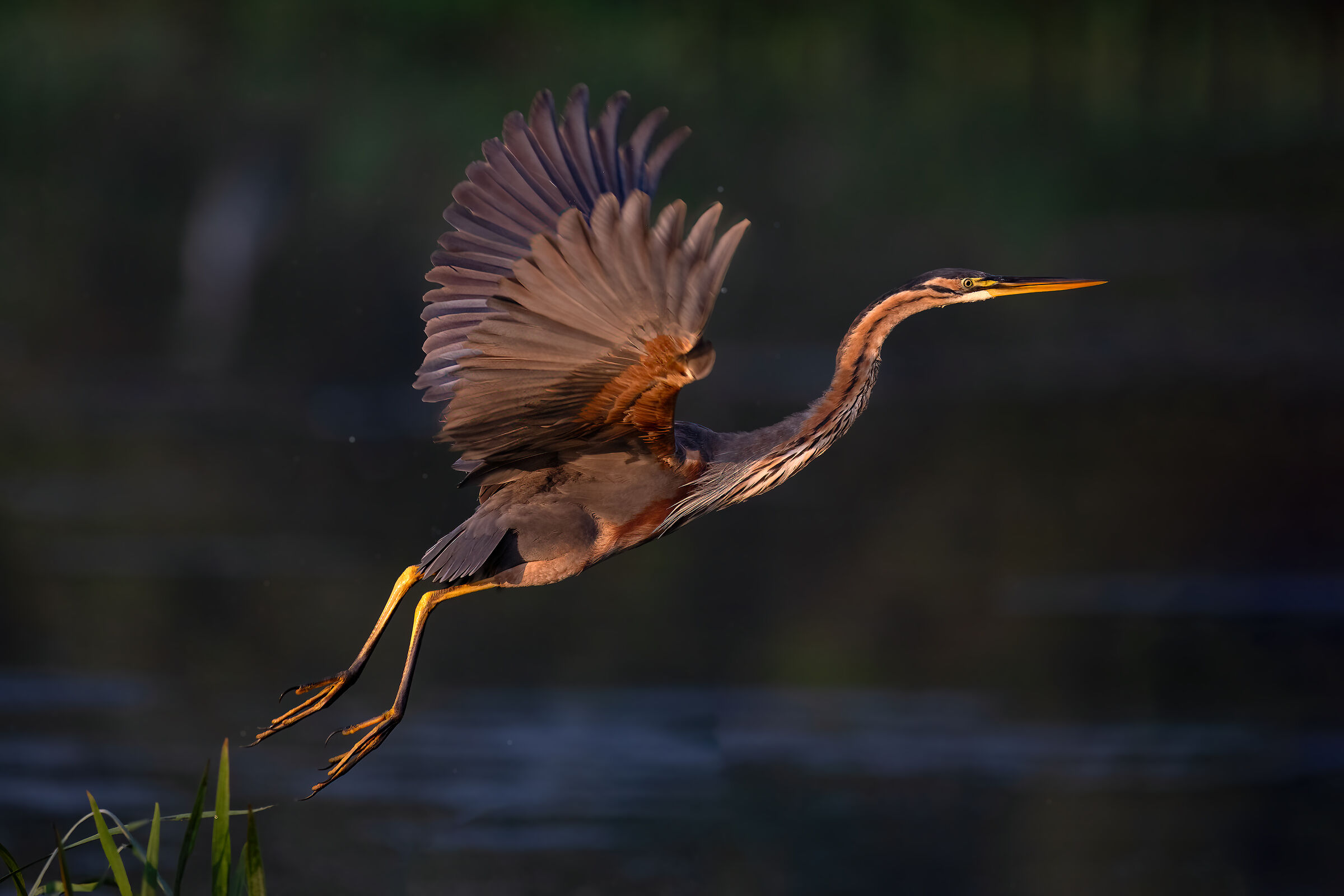 Purple heron