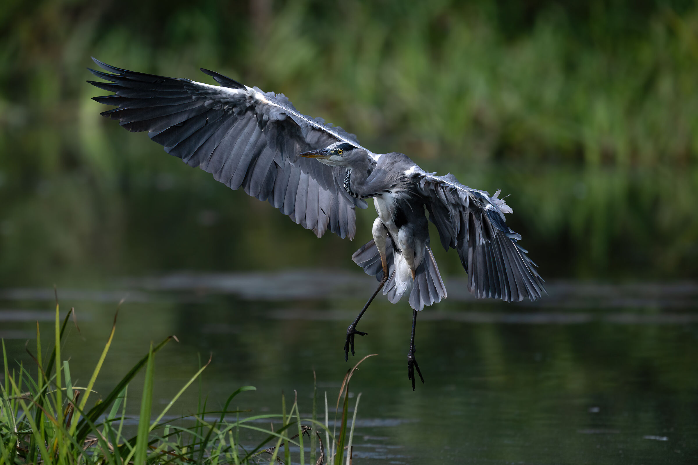 Grey heron