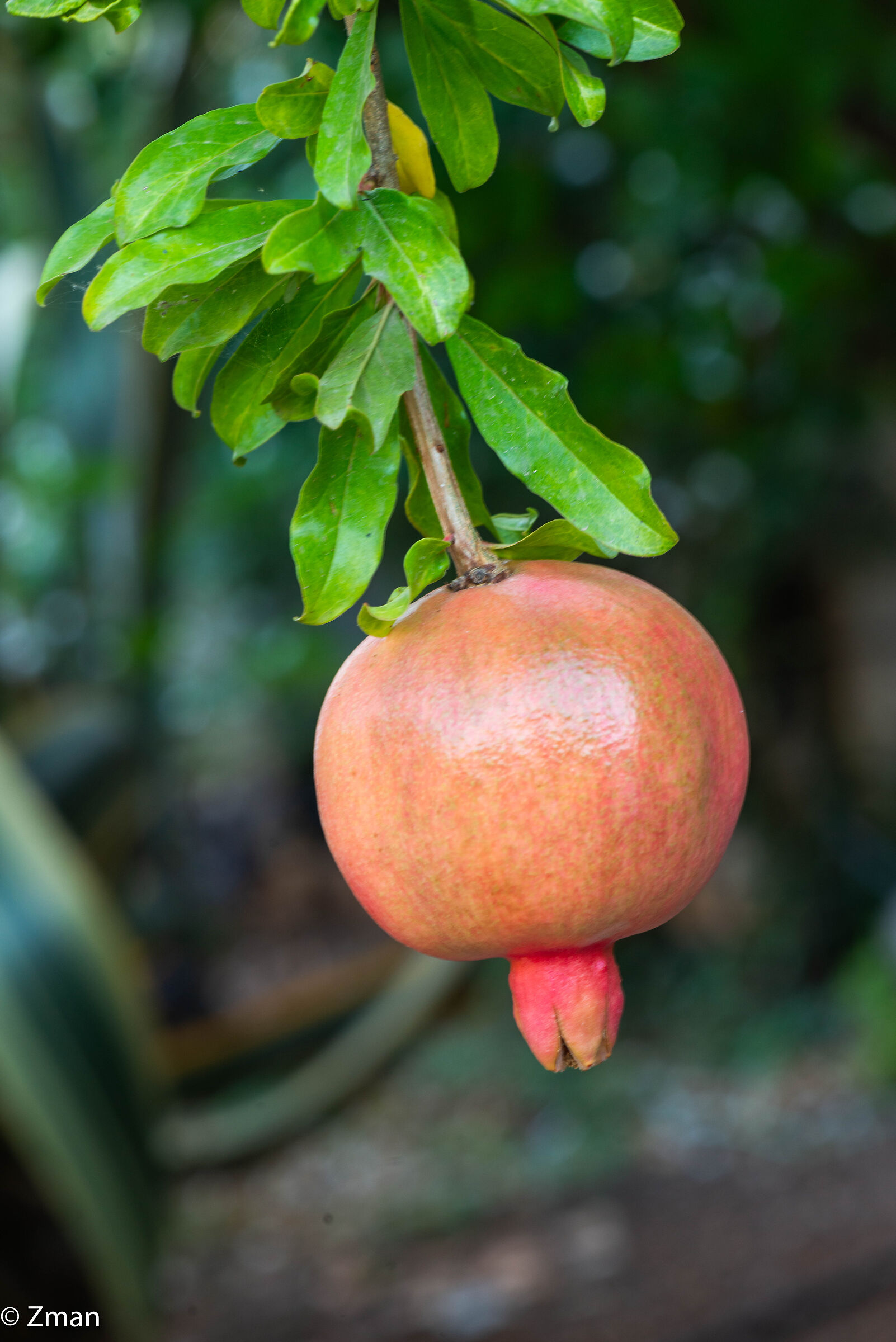Pomegranate