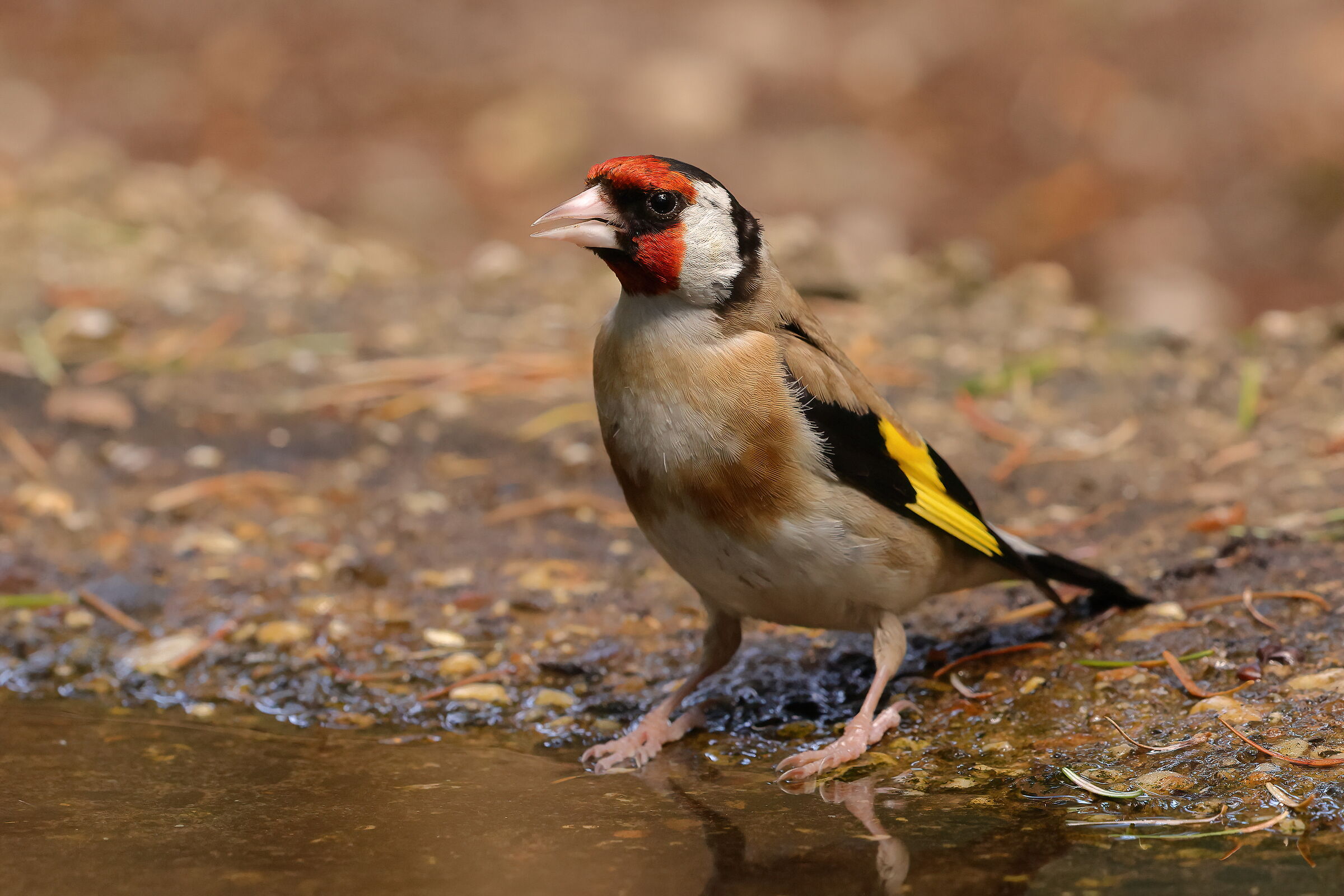 Dissetarsi nel Veluwe