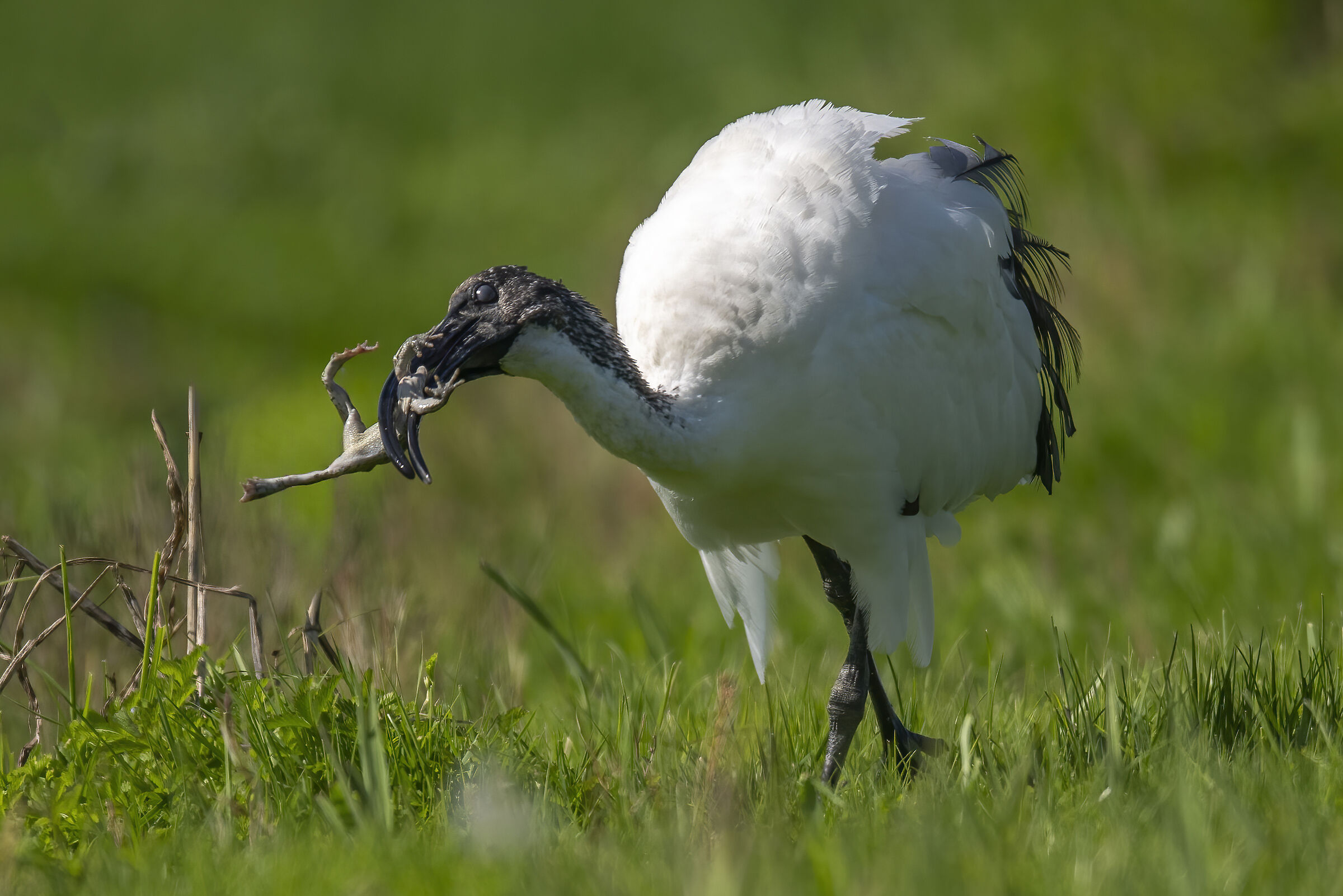 Ibis
