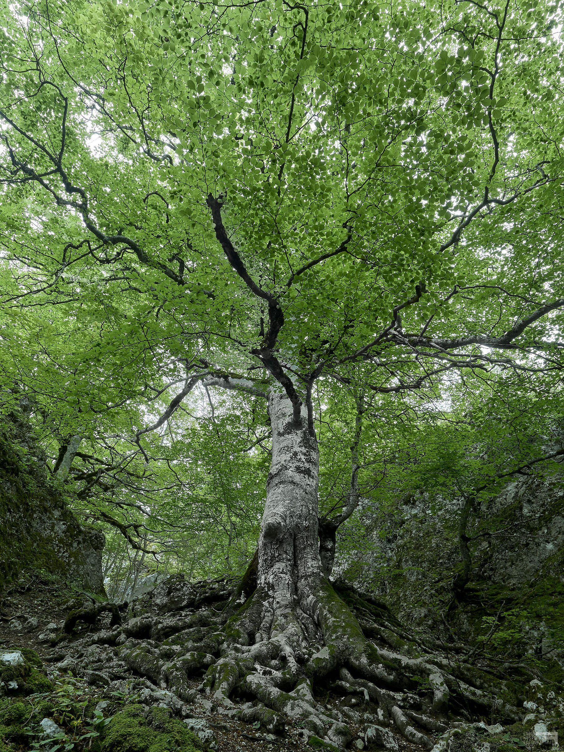 Centuries-old beech tree in the Bosco dell'Aschiero - Gran S...