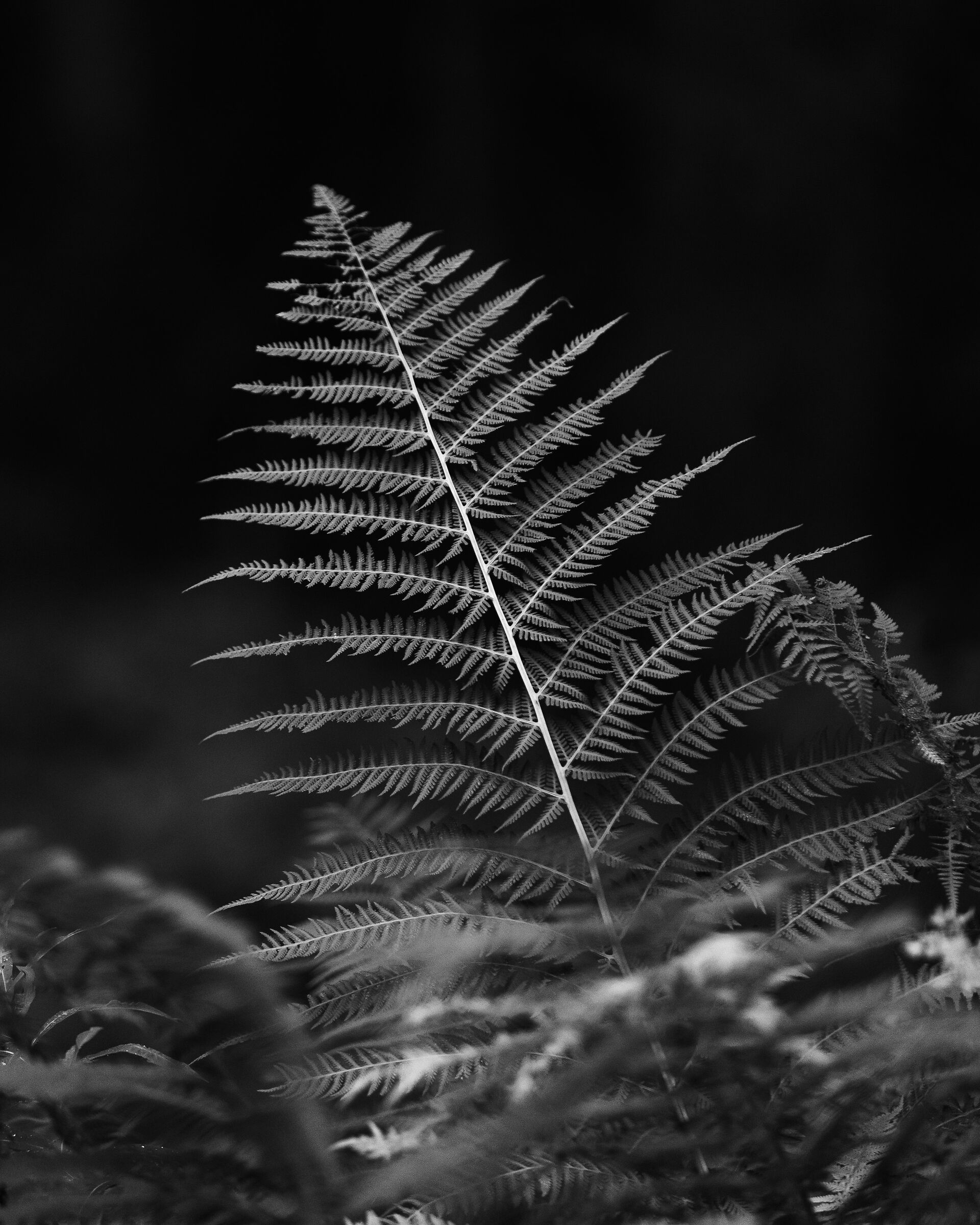A fern for Anna