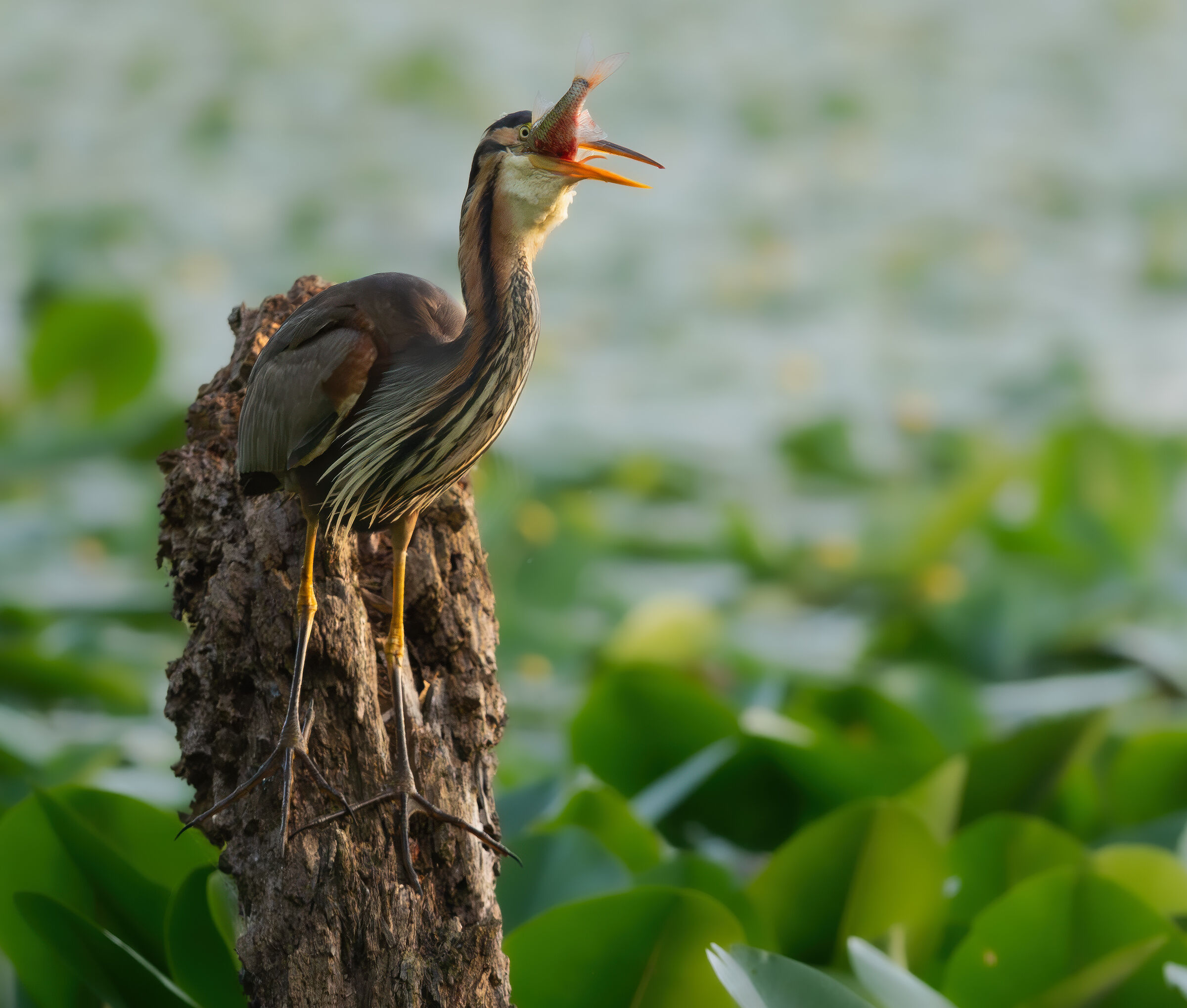 Purple Heron with Prey