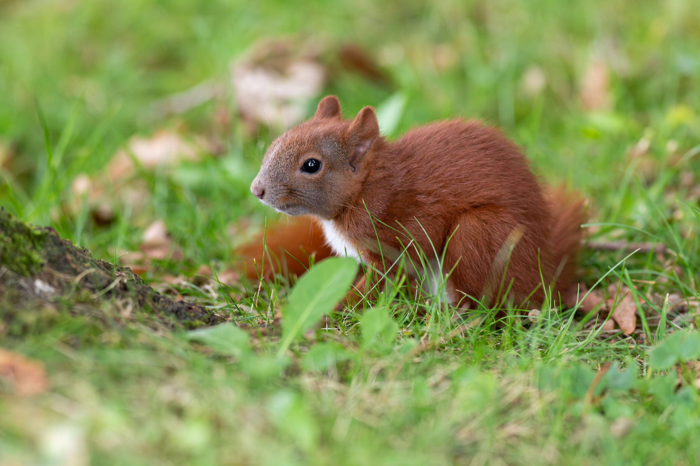 Common Squirrel - Timmendorfer Strand - North Germany