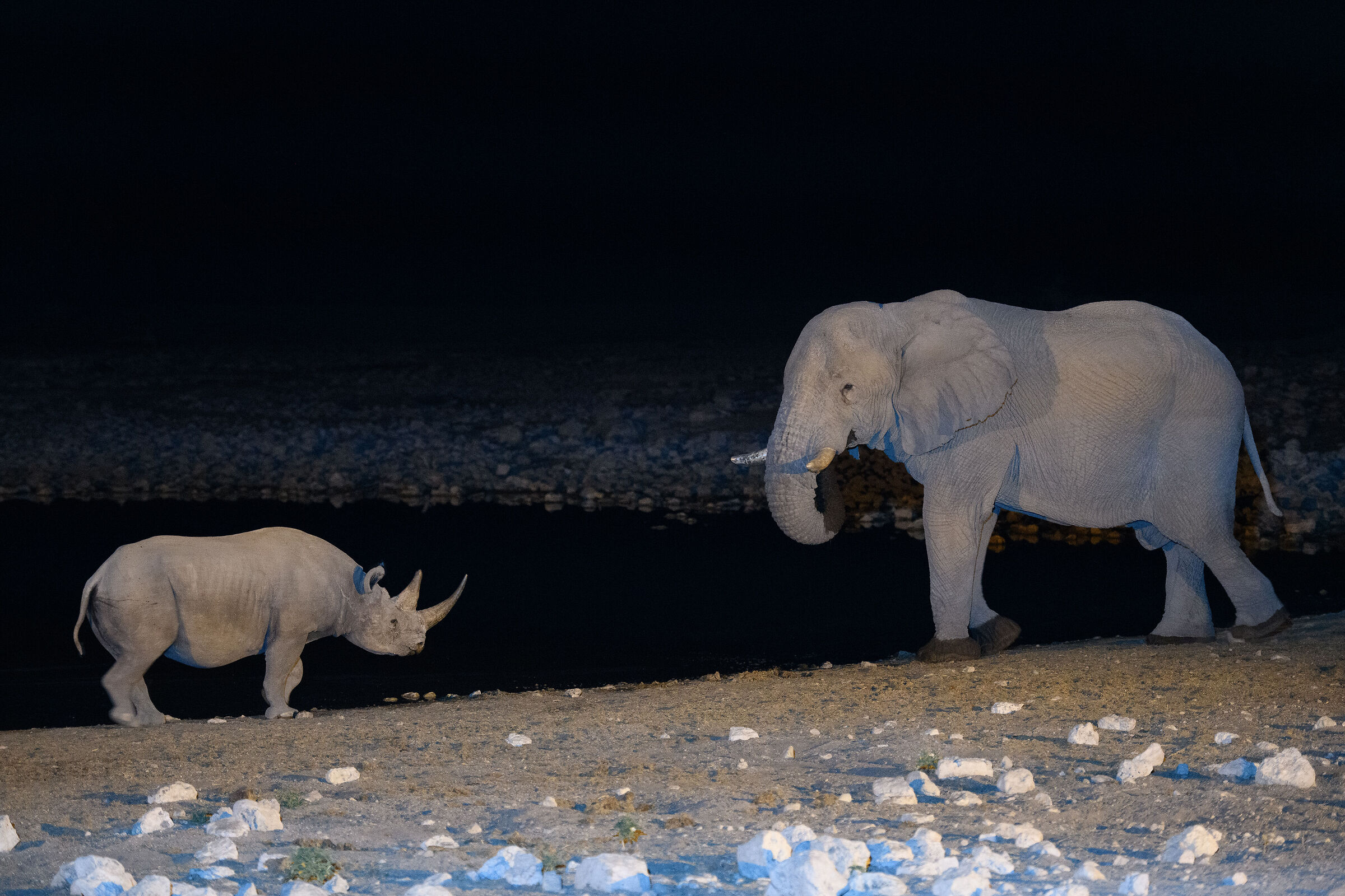 Okaukuejo Camp Elephant vs Rhino