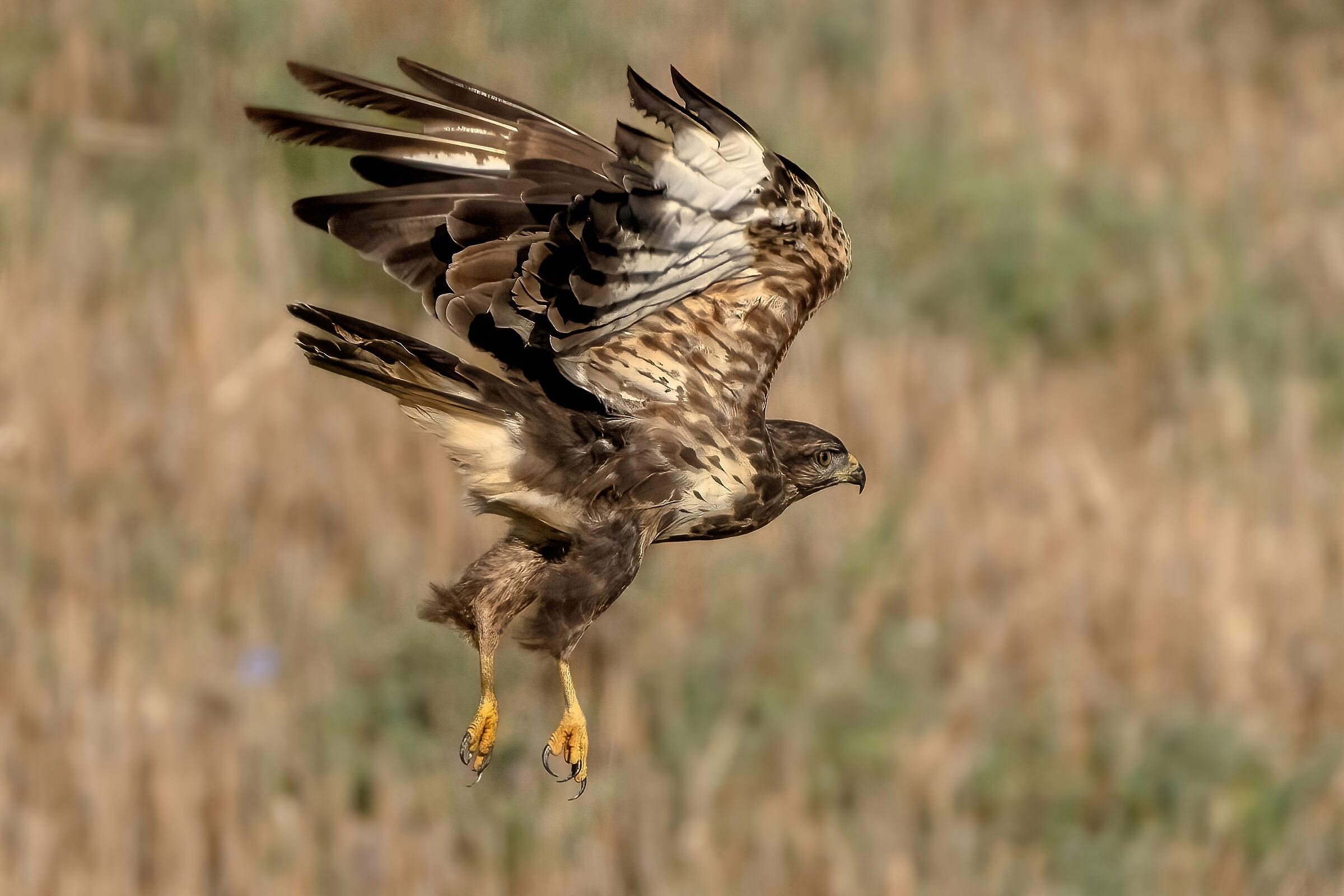 Buzzard (Buteo buteo)