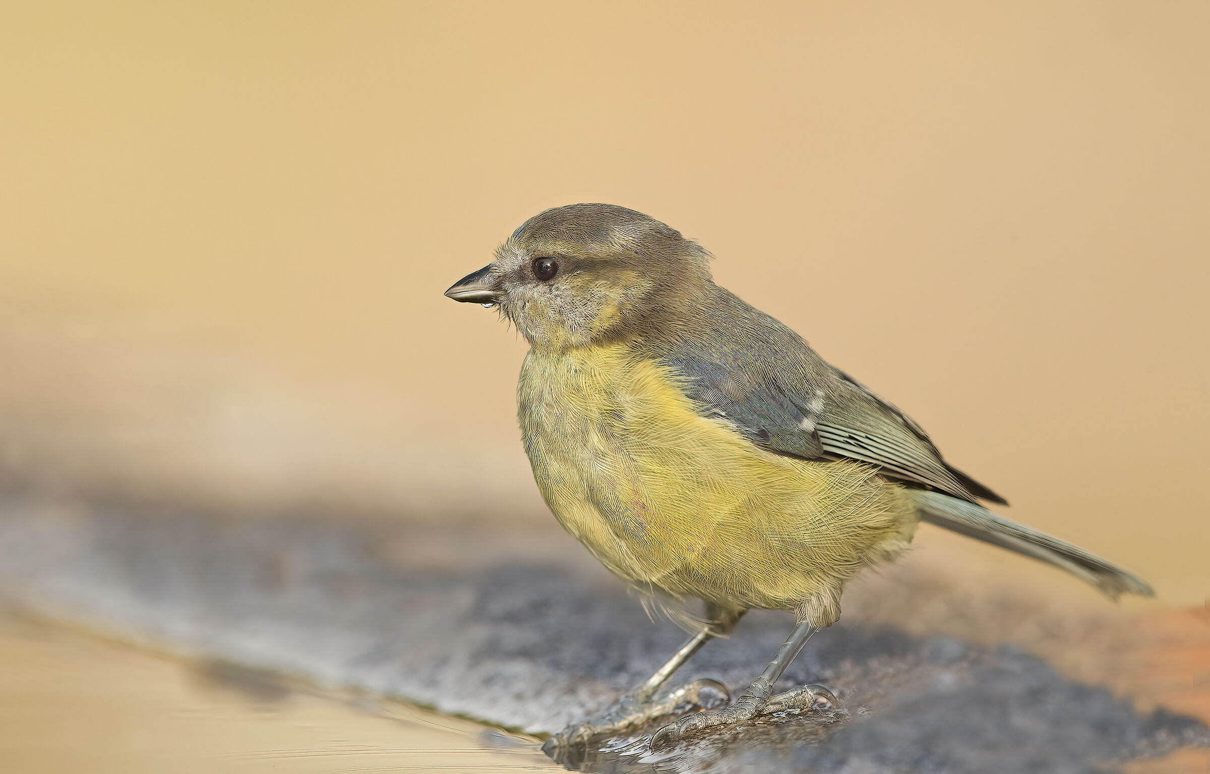cinciarella (cyanistes caeruleus)