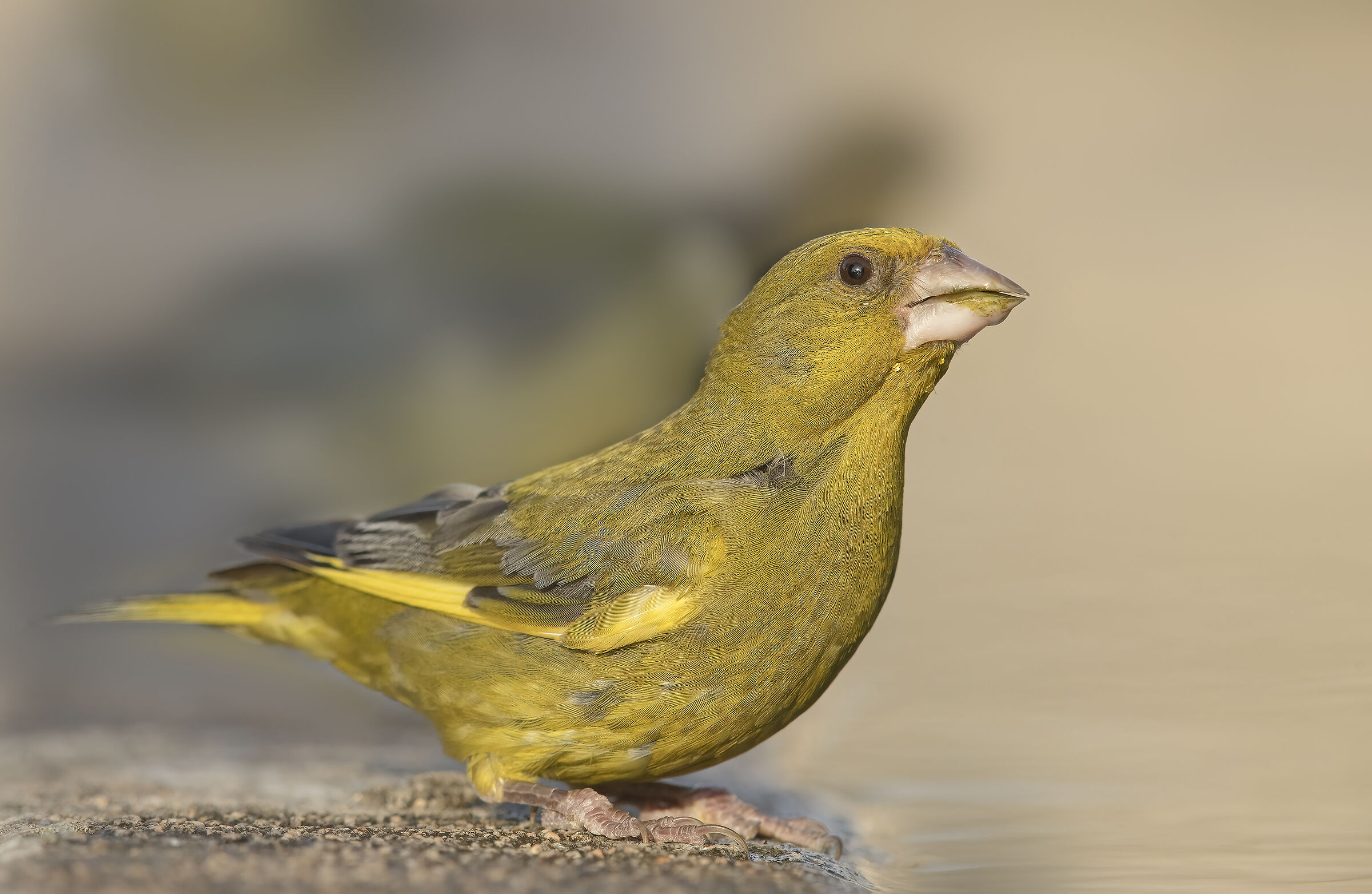 verdone (chloris chloris)