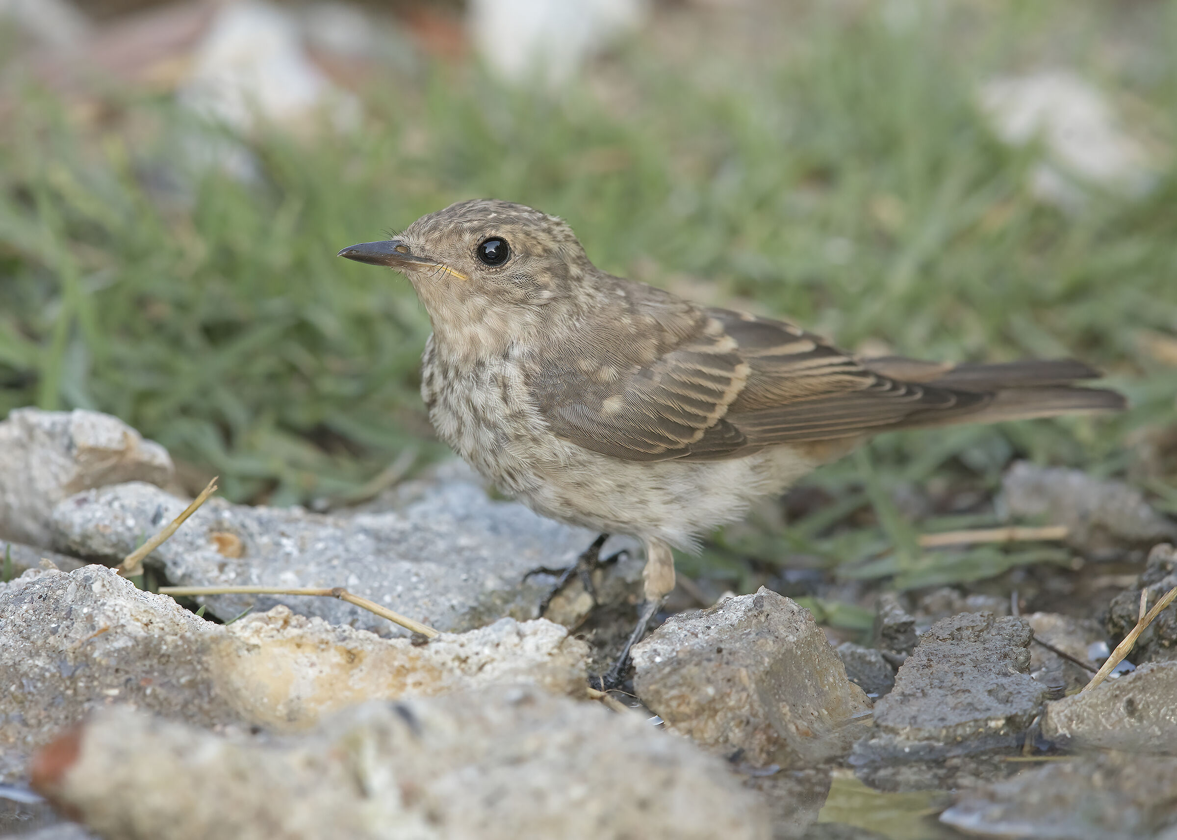 giovane pigliamosche (muscicapa striata)