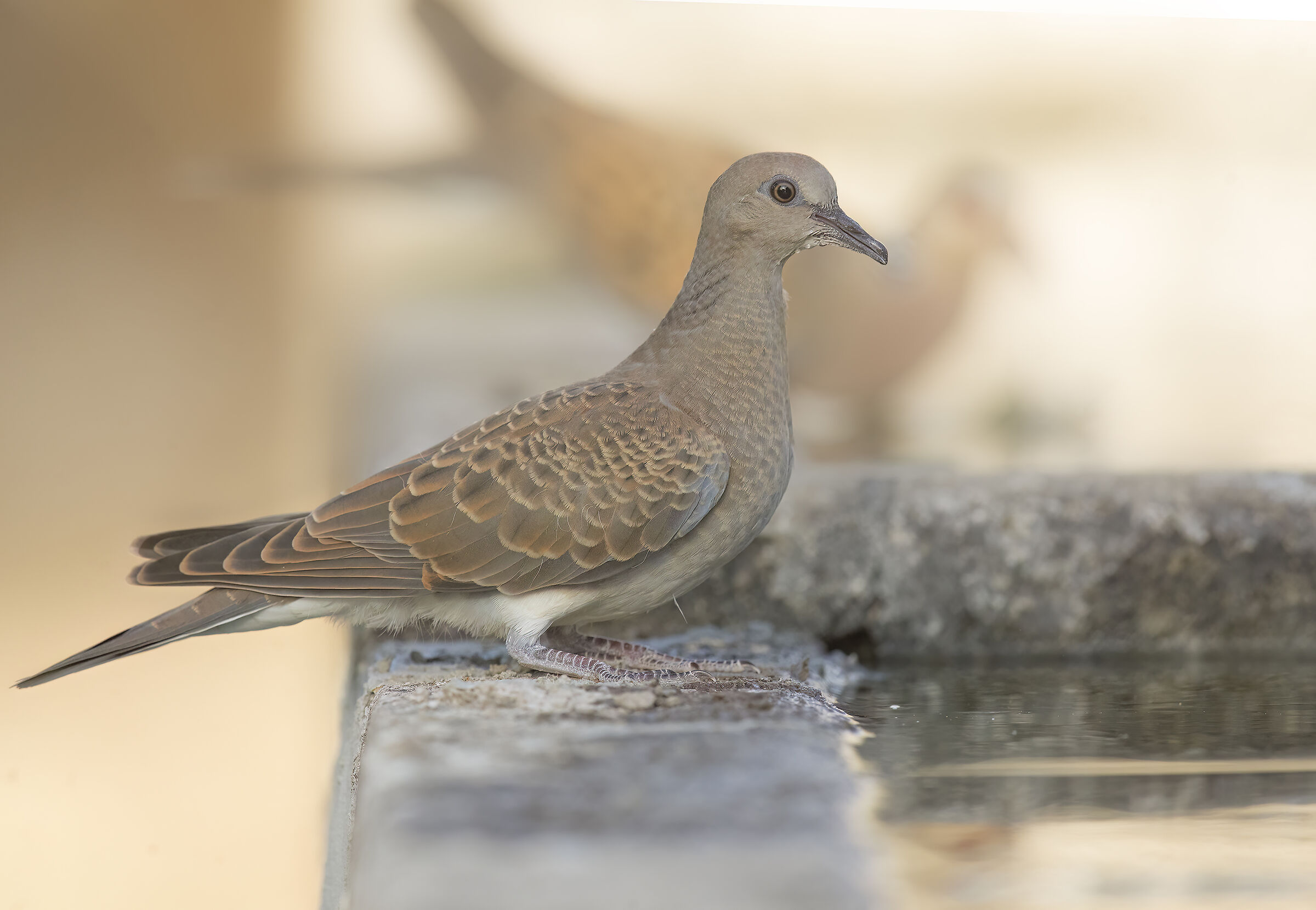 giovare tortora selvatica (streptopelia turtur)