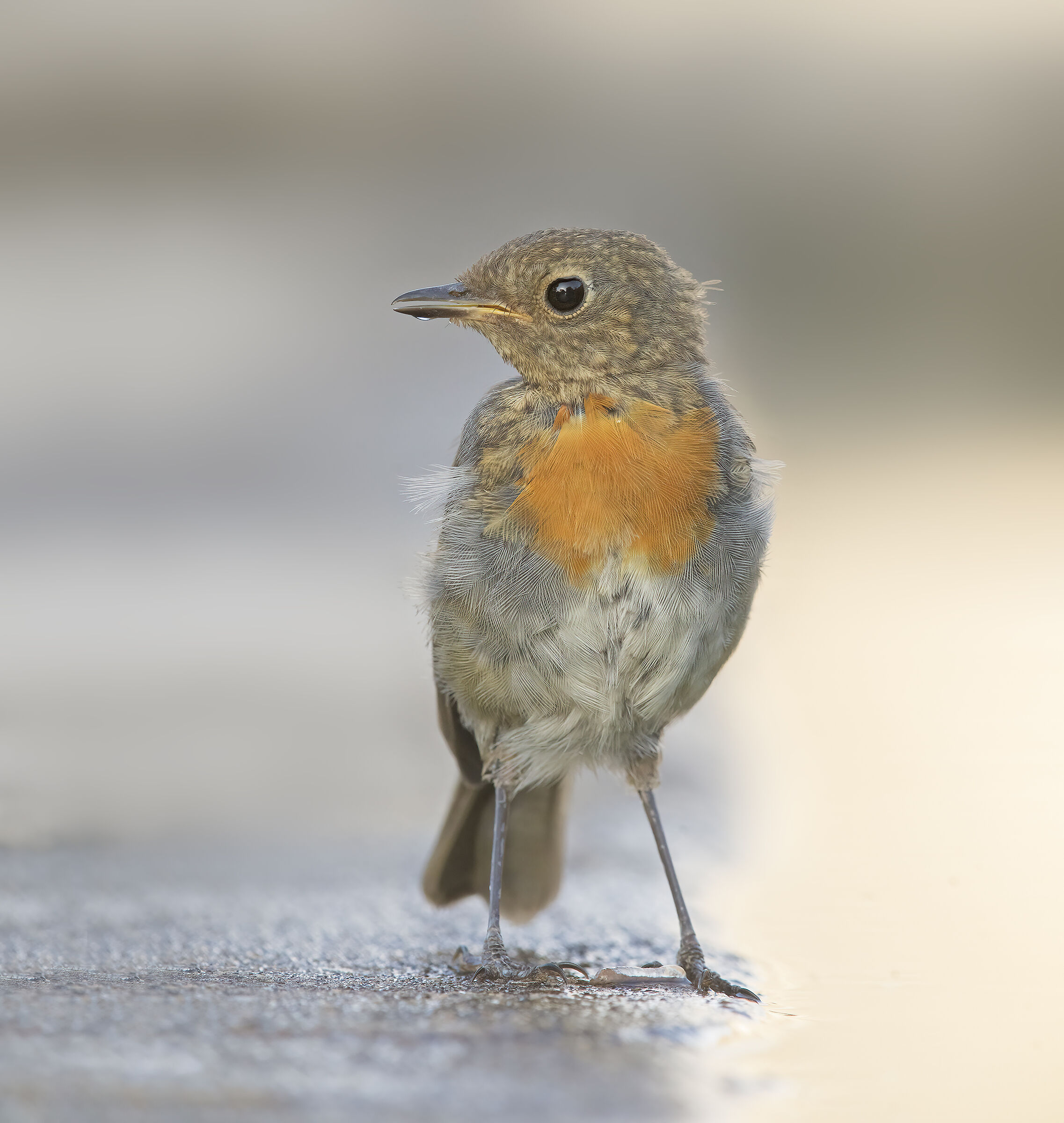 giovane pettirosso (erithacus rubecula)